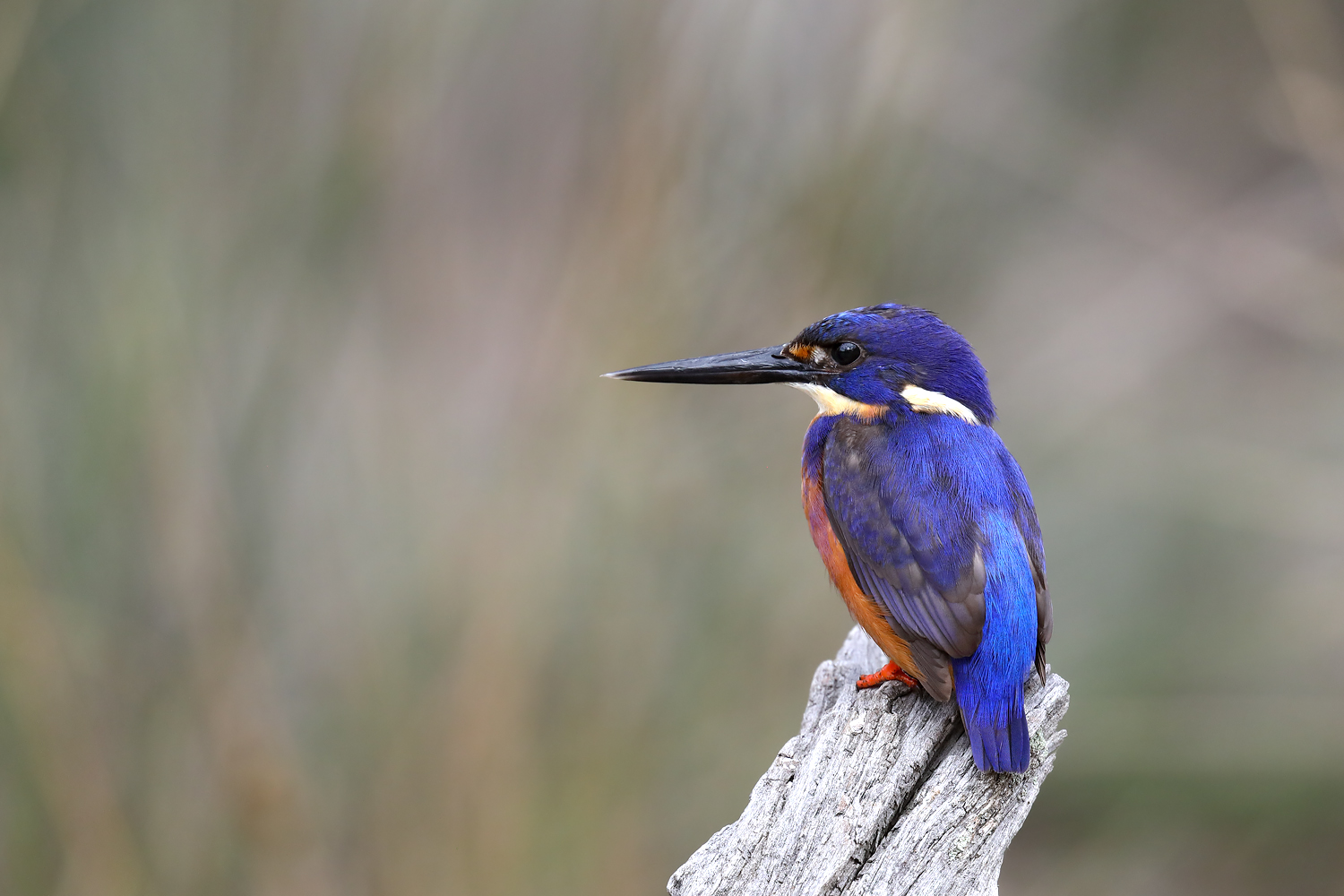 Azure Kingfisher (Image ID 45782)
