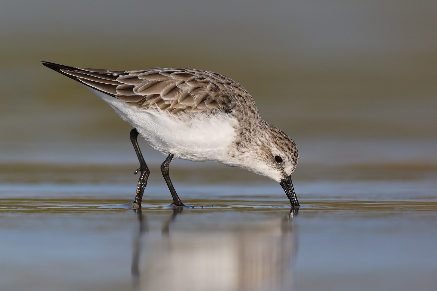 Red-necked Stint (Image ID 45655)
