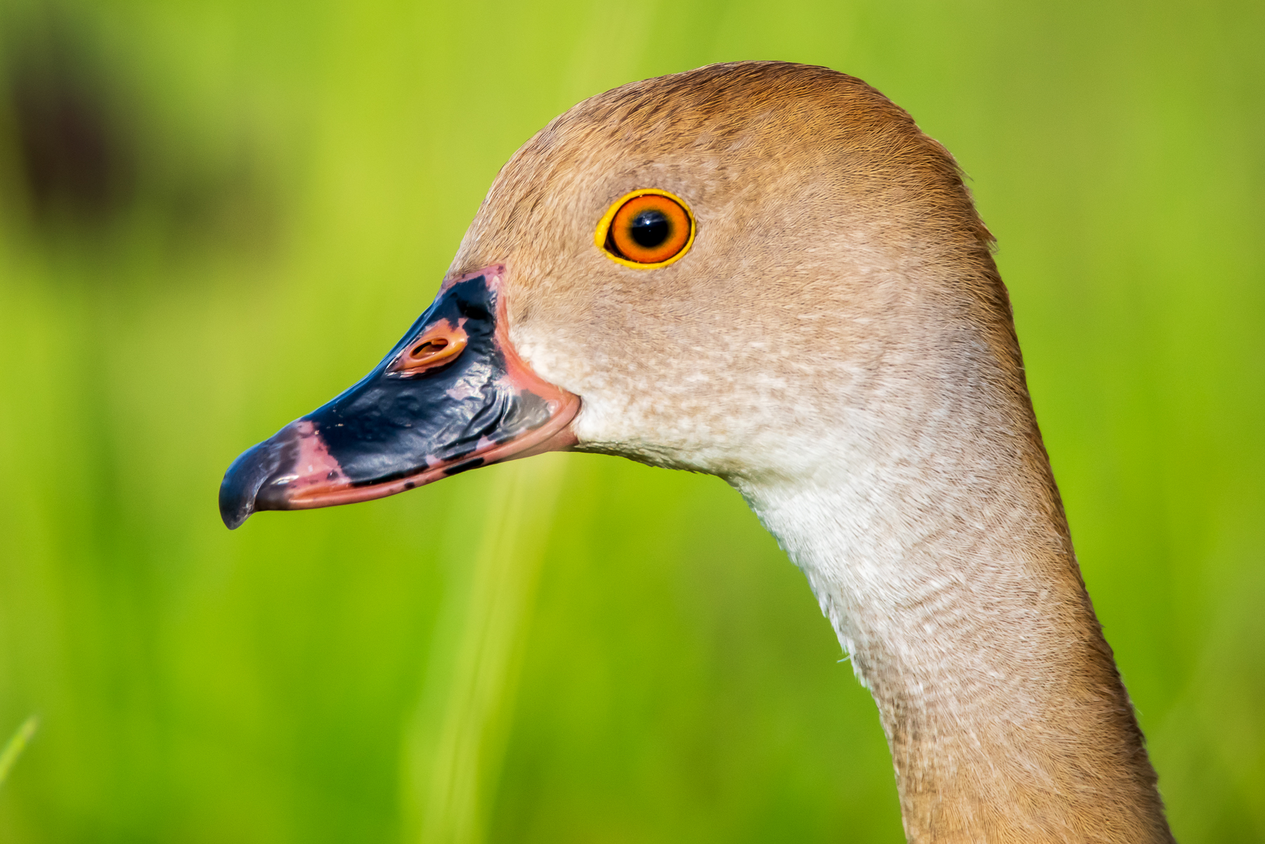 Plumed Whistling-Duck (Image ID 45577)