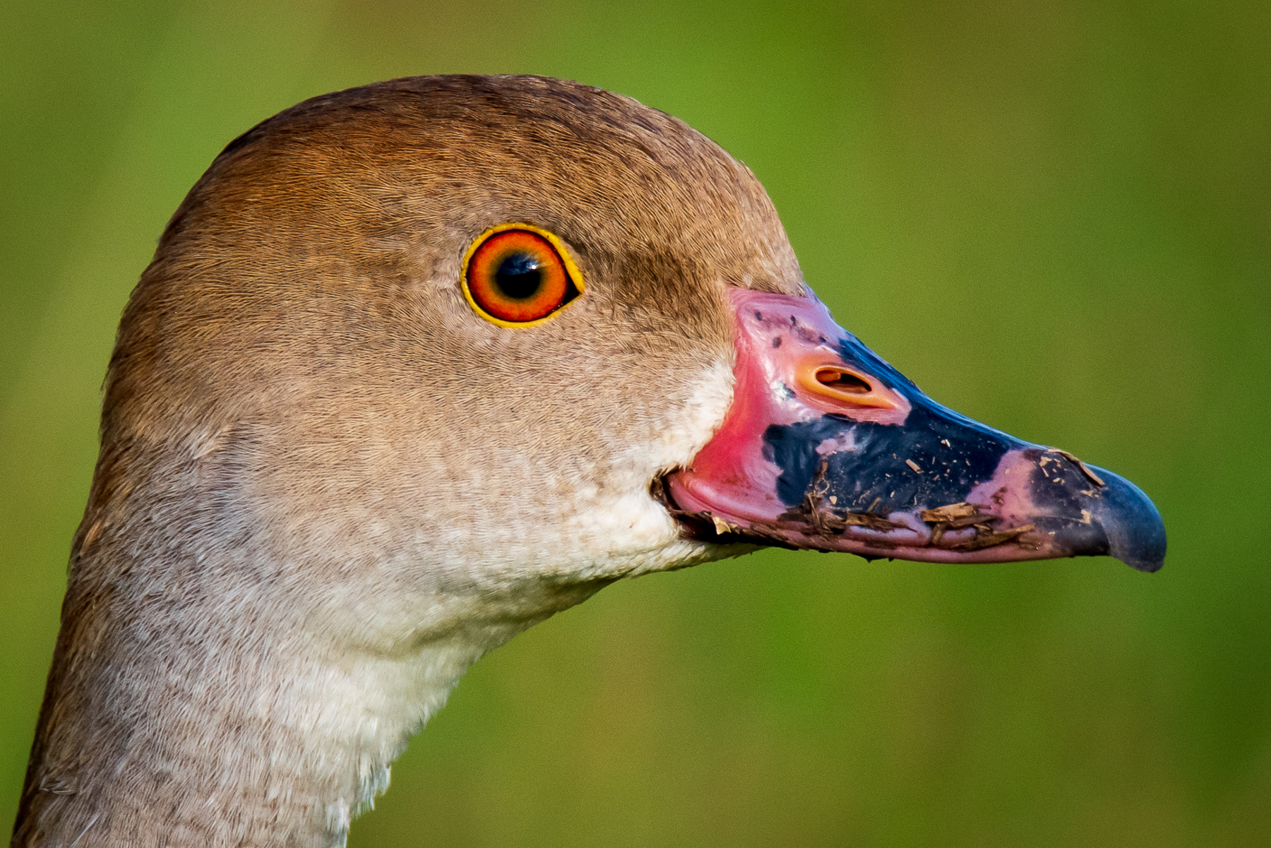 Plumed Whistling-Duck (Image ID 45576)