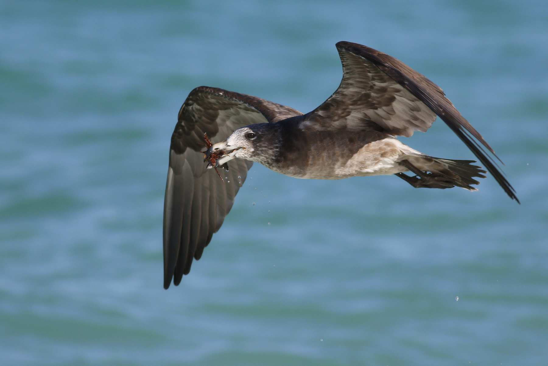 Pacific Gull (Image ID 45573)