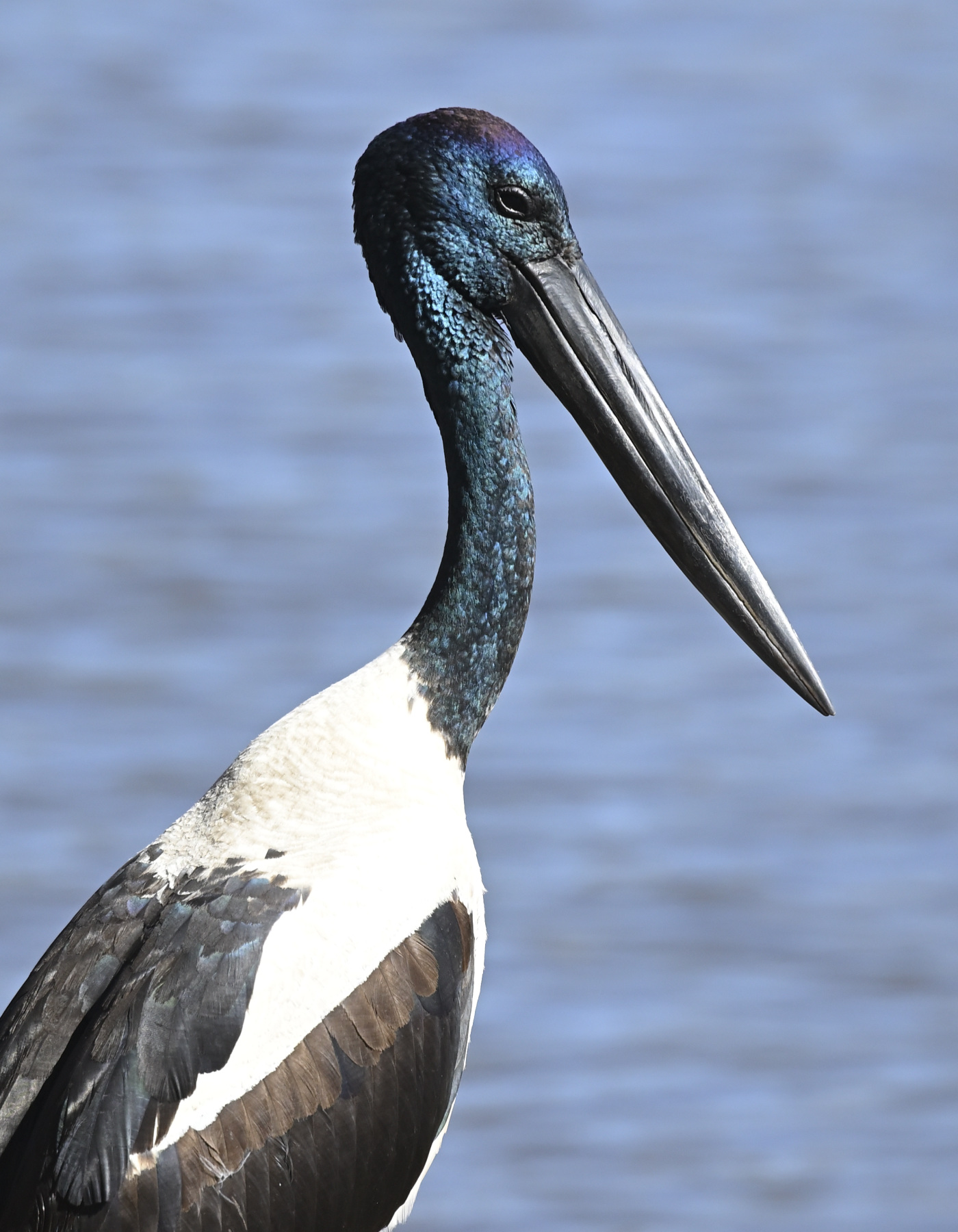 Black-necked Stork (Image ID 45831)