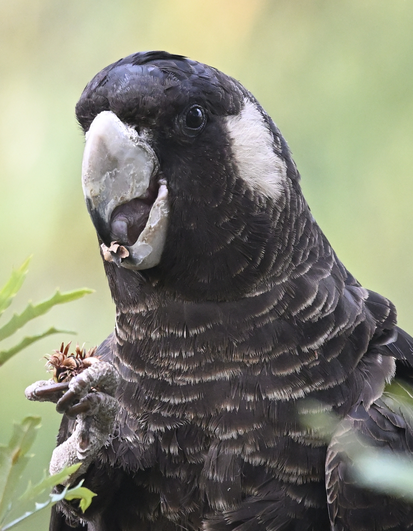 Carnaby's Black-Cockatoo (Image ID 45833)