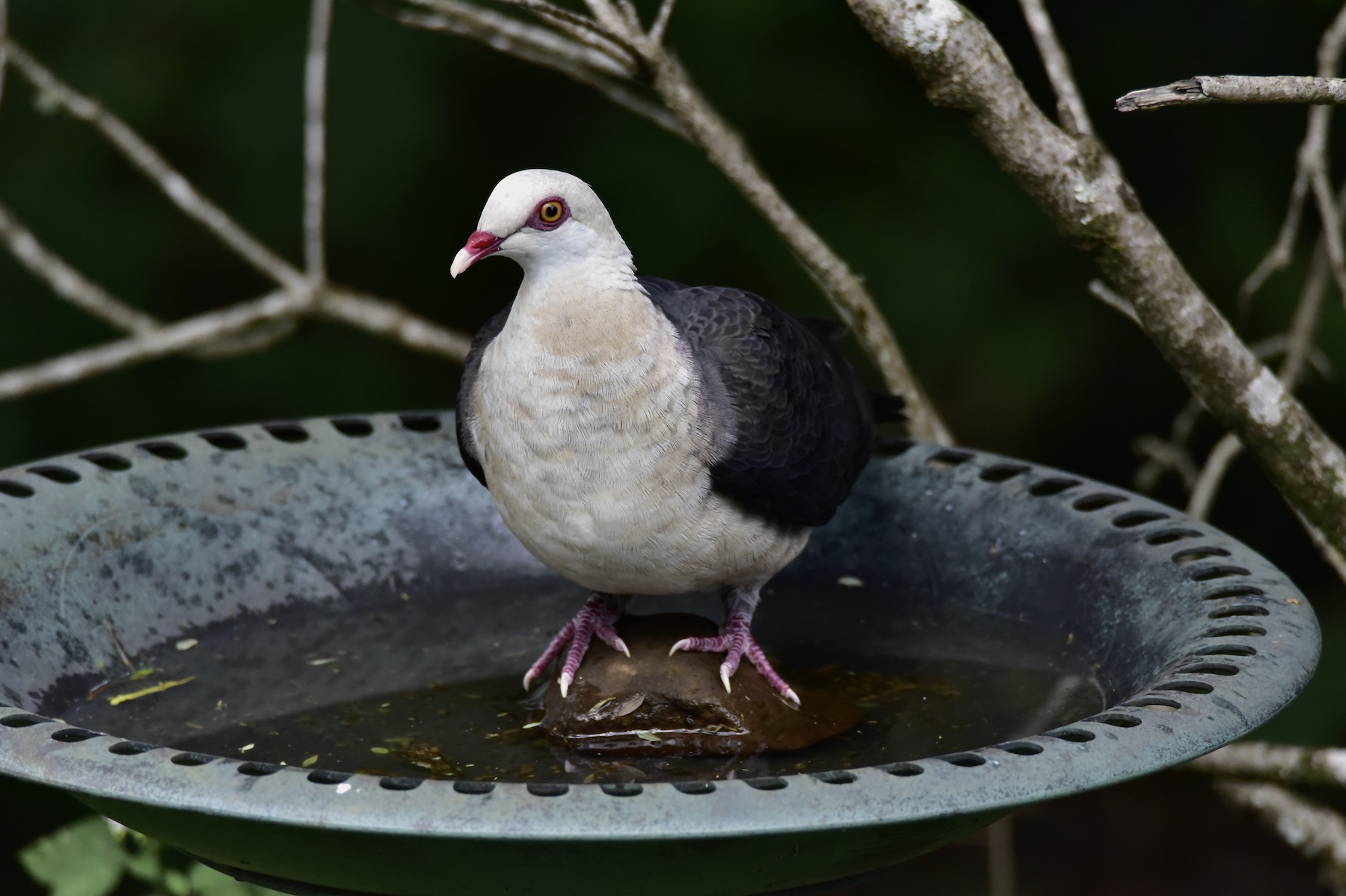 White-headed Pigeon (Image ID 45721)