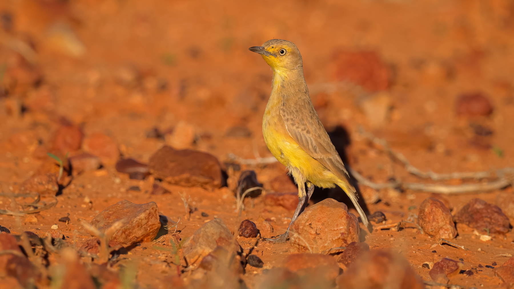 Gibberbird (Image ID 45593)