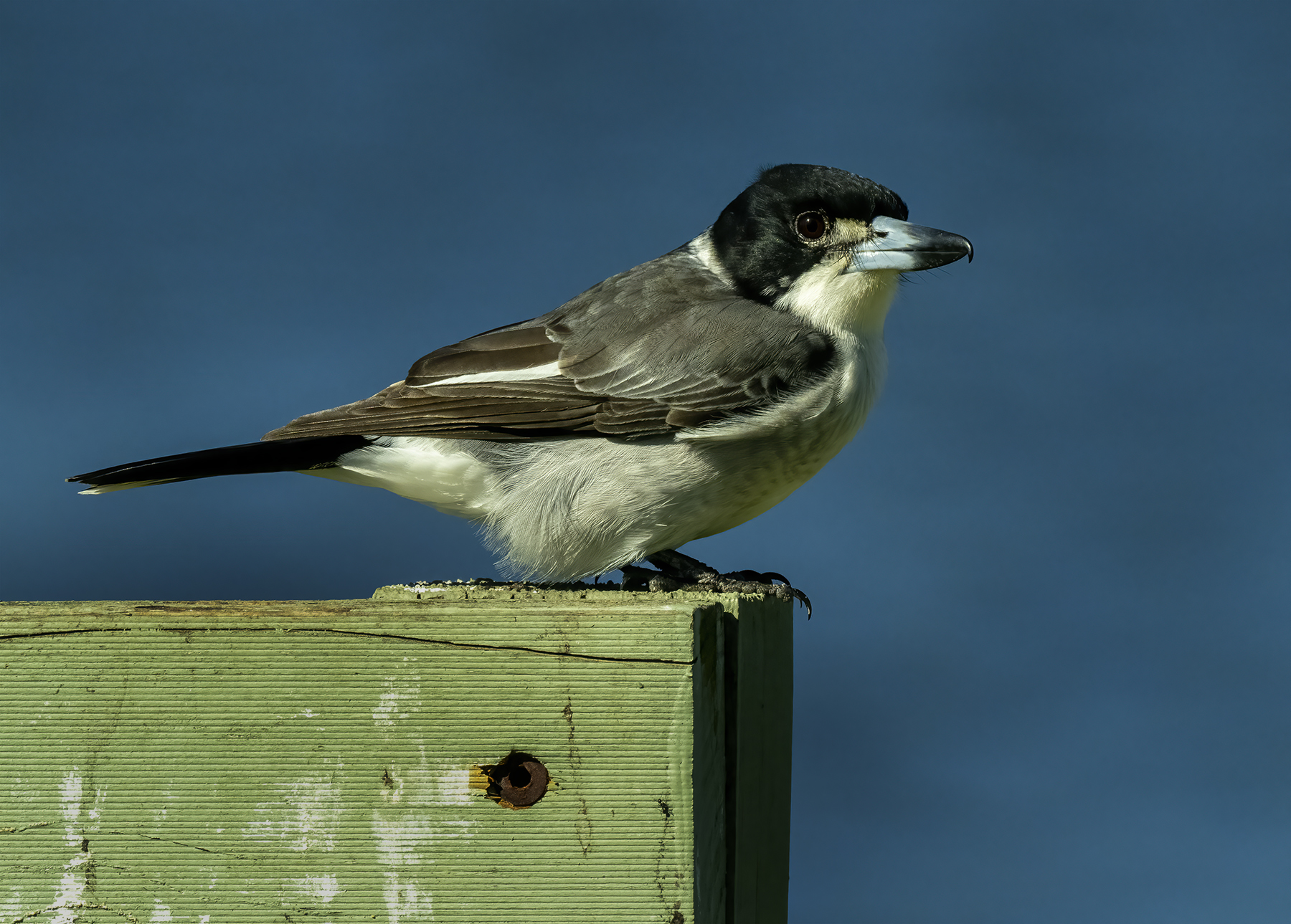 Grey Butcherbird (Image ID 45580)