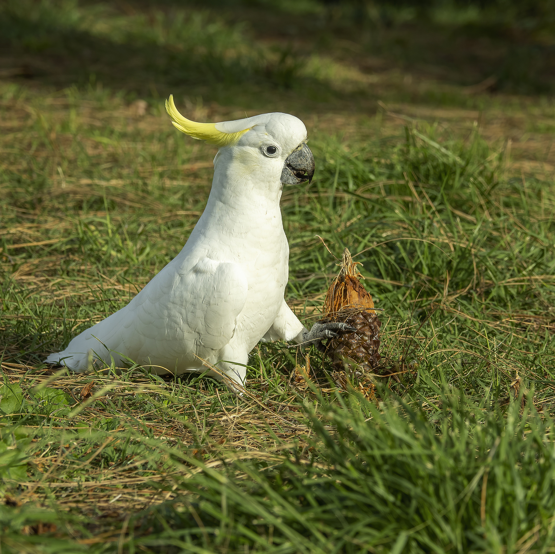Sulphur-crested Cockatoo (Image ID 45798)