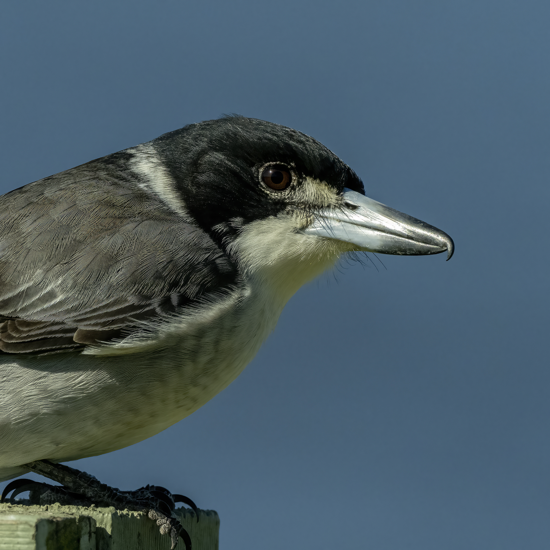 Grey Butcherbird (Image ID 45657)