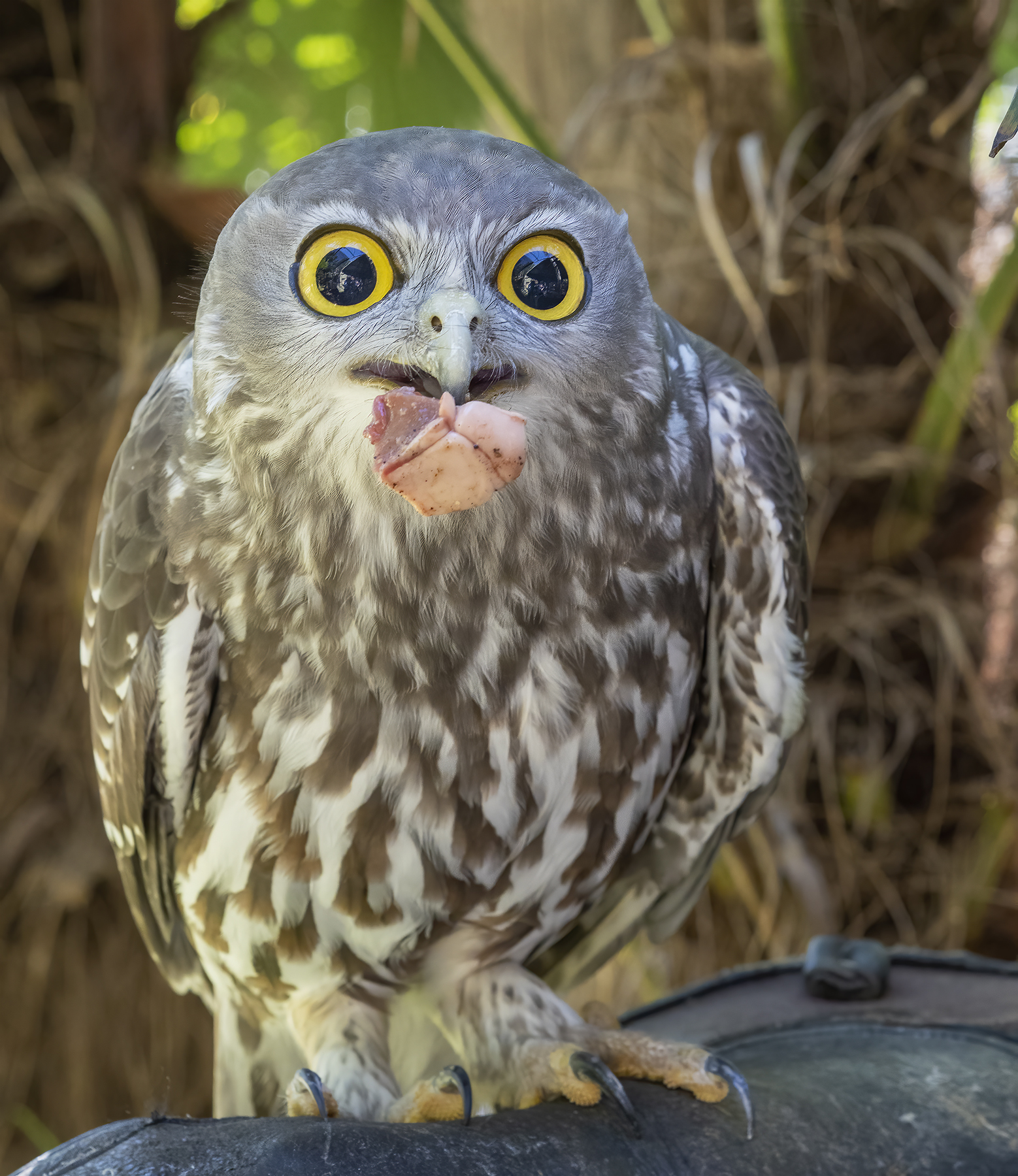 Barking Owl (Image ID 45659)