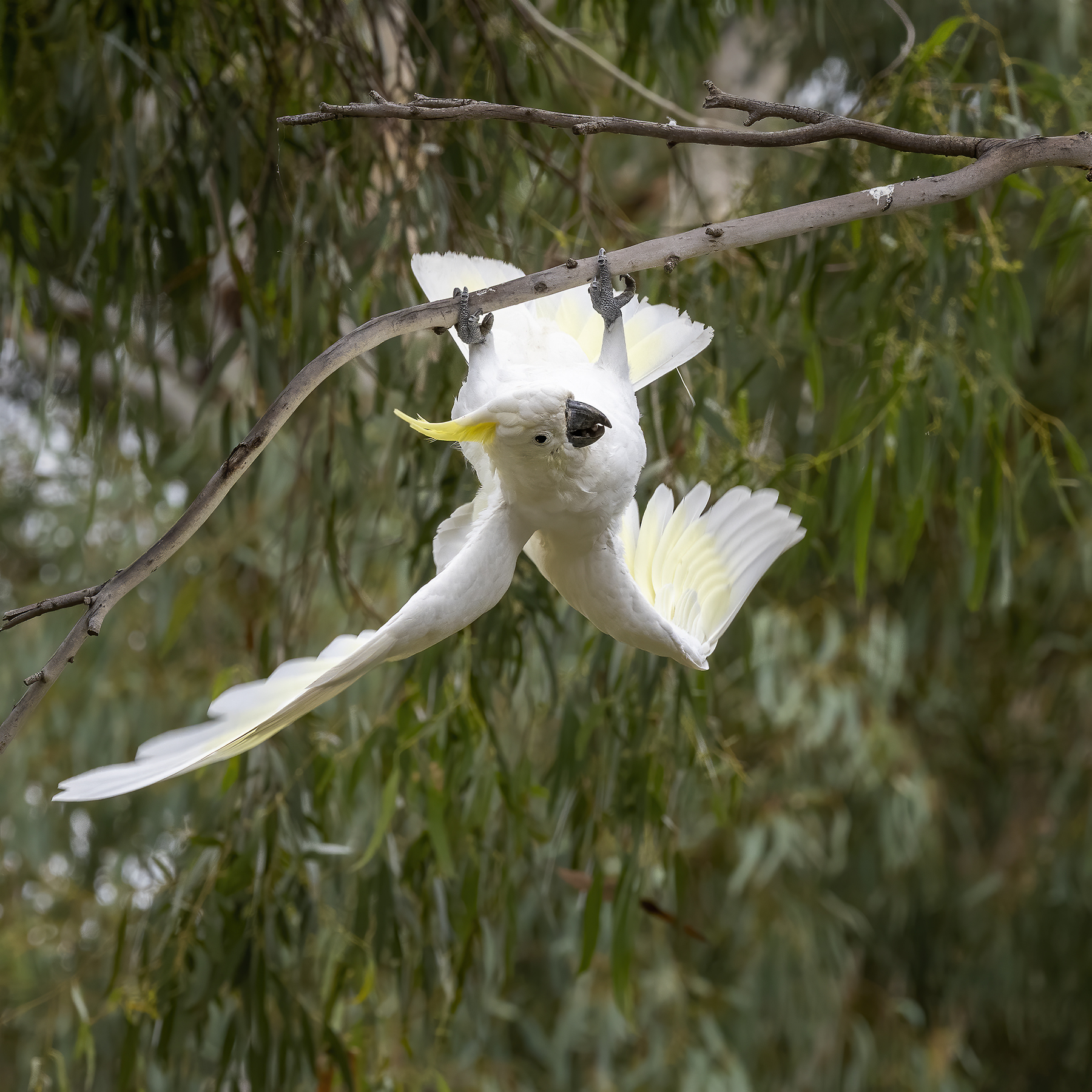 Sulphur-crested Cockatoo (Image ID 45685)