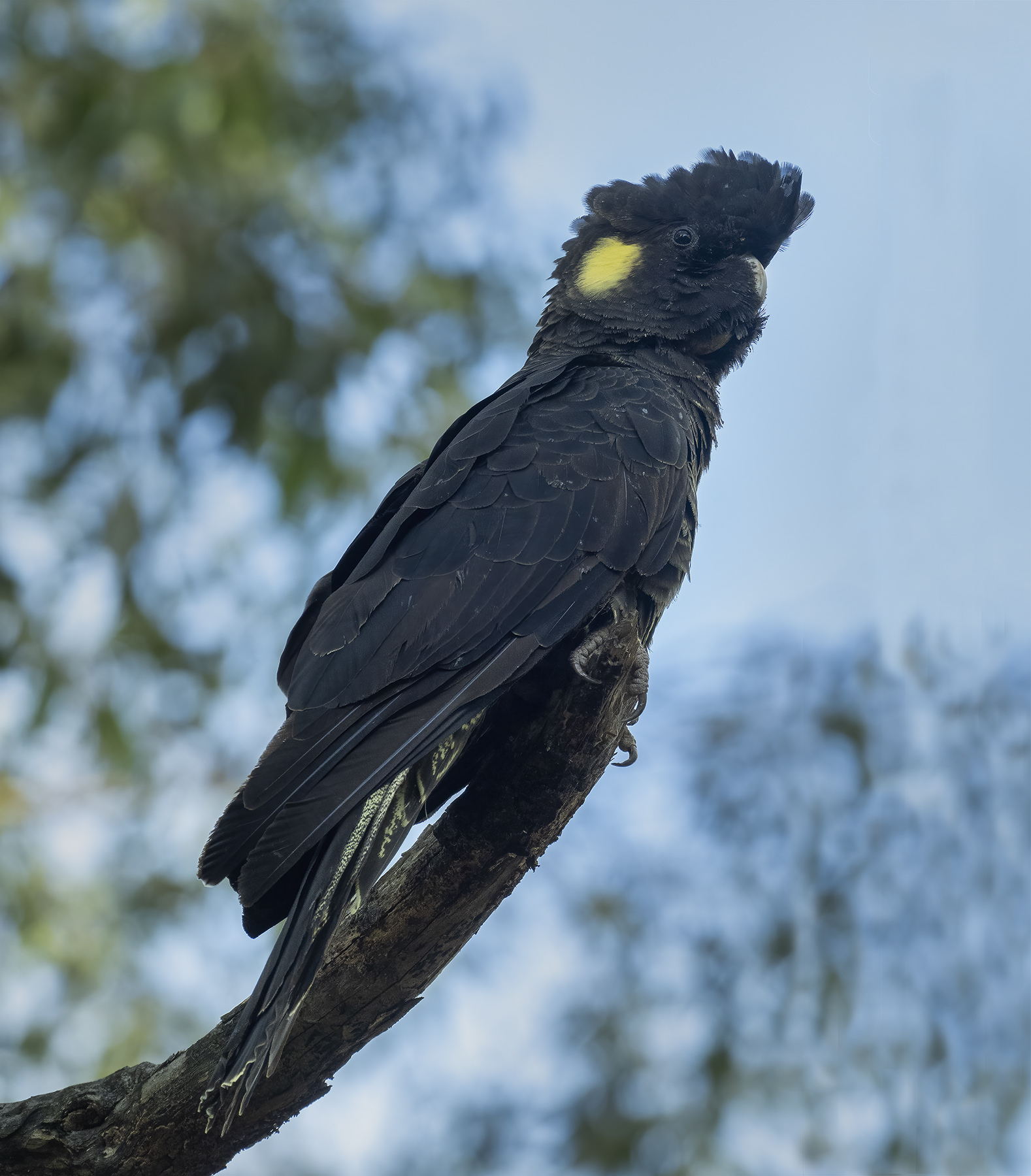Yellow-tailed Black-Cockatoo (Image ID 45816)