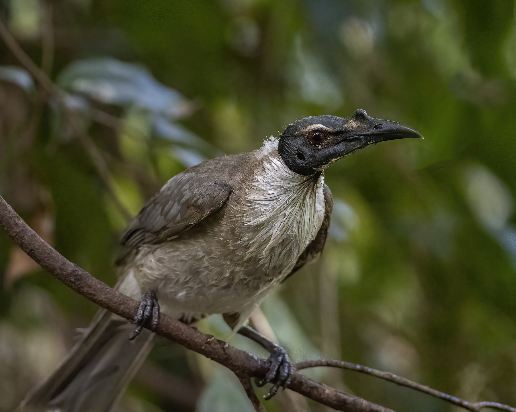 Noisy Friarbird (Image ID 45748)