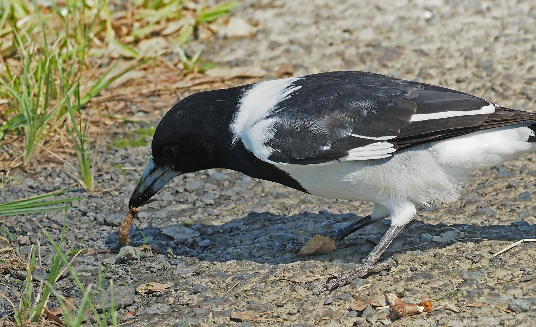 Pied Butcherbird (Image ID 45653)