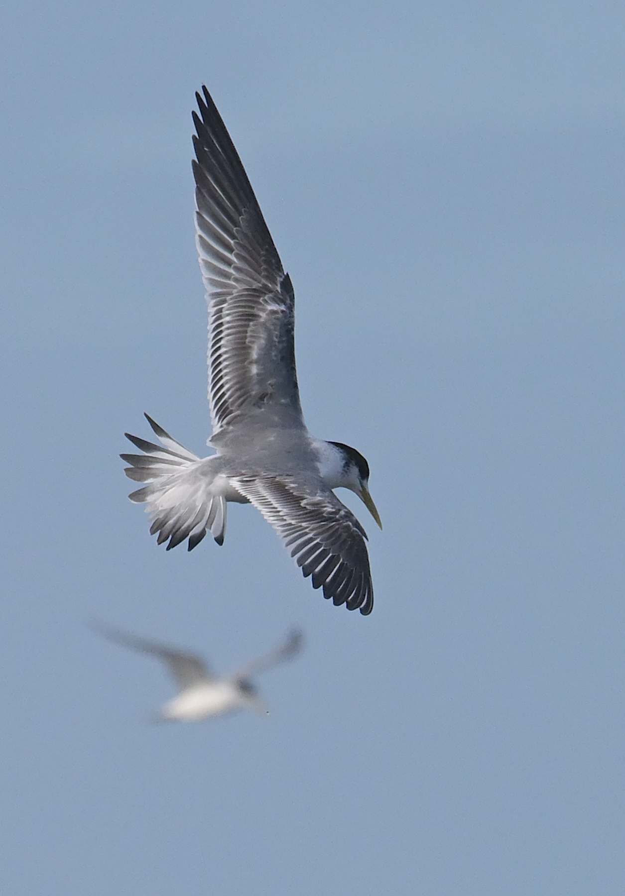 Greater Crested Tern (Image ID 45780)