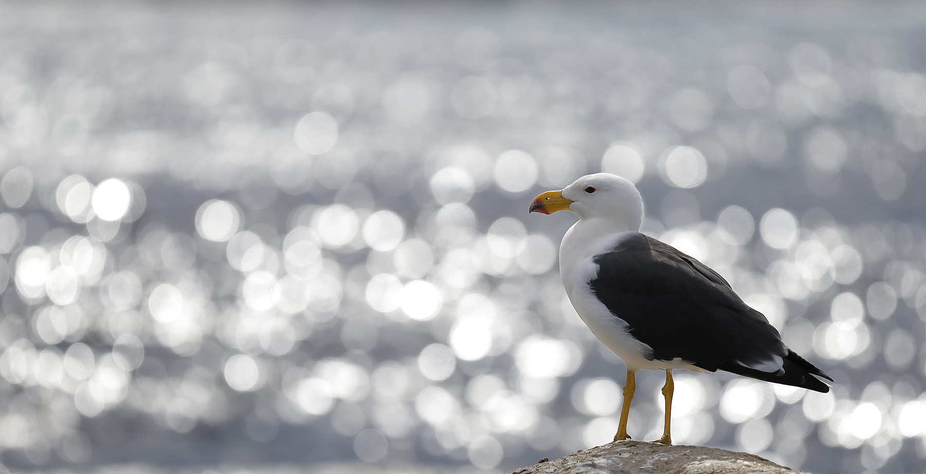Pacific Gull (Image ID 45905)