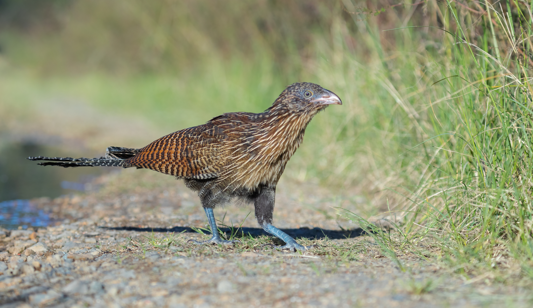 Pheasant Coucal (Image ID 45821)
