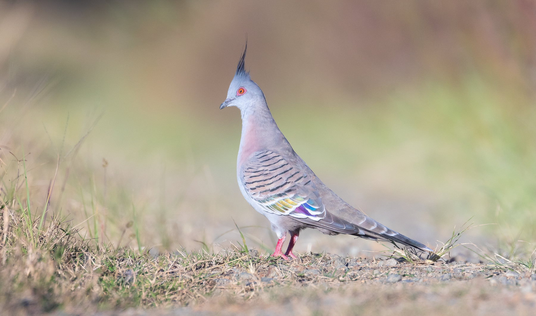 Crested Pigeon (Image ID 45916)