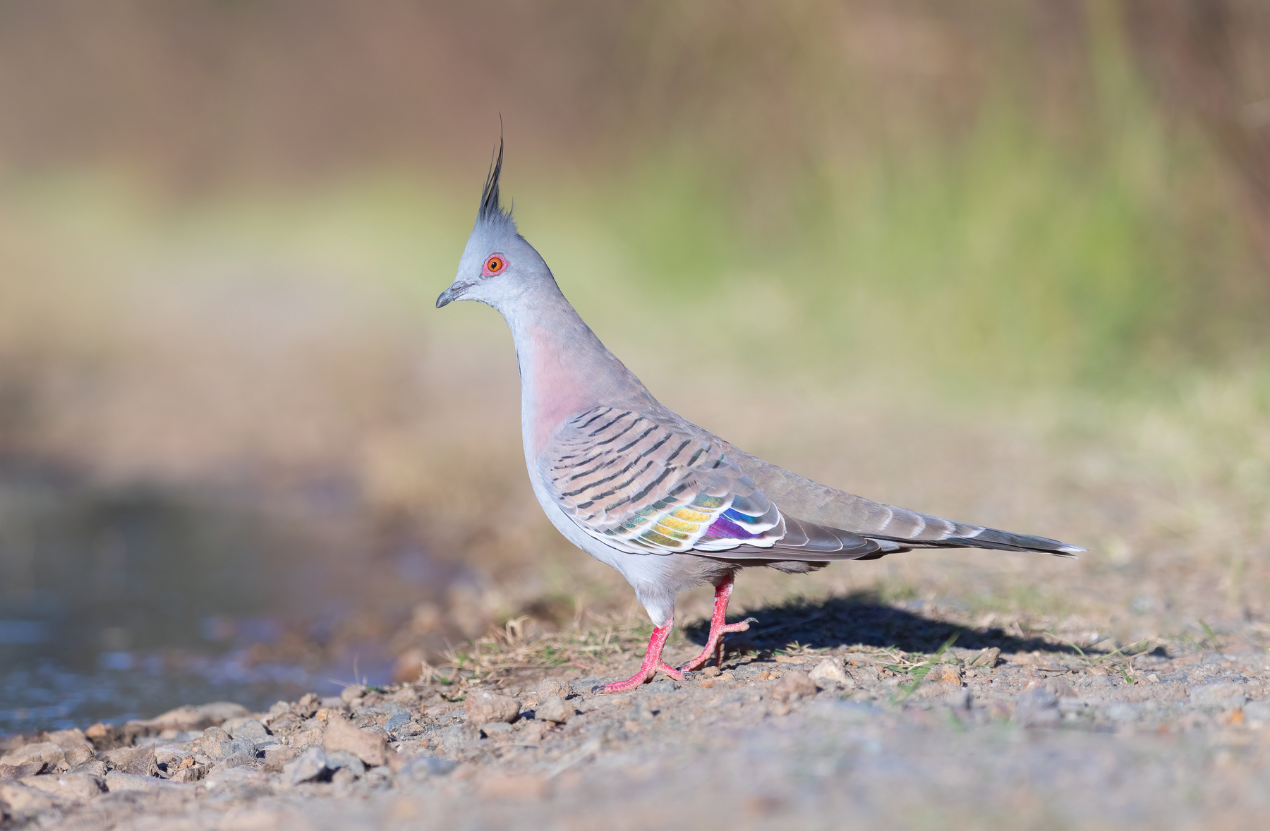Crested Pigeon (Image ID 45917)