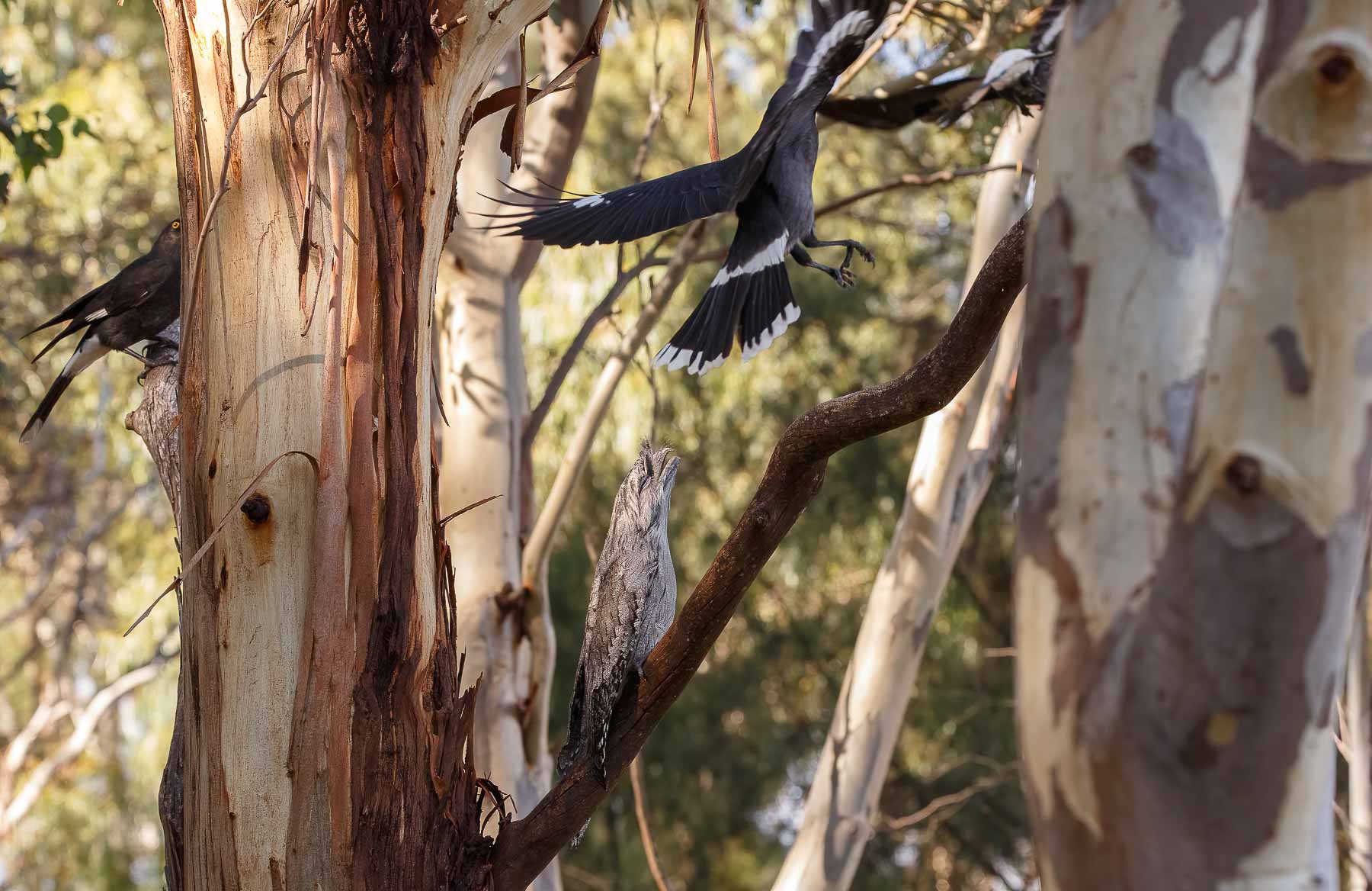 Pied Currawong, Tawny Frogmouth (Image ID 45610)