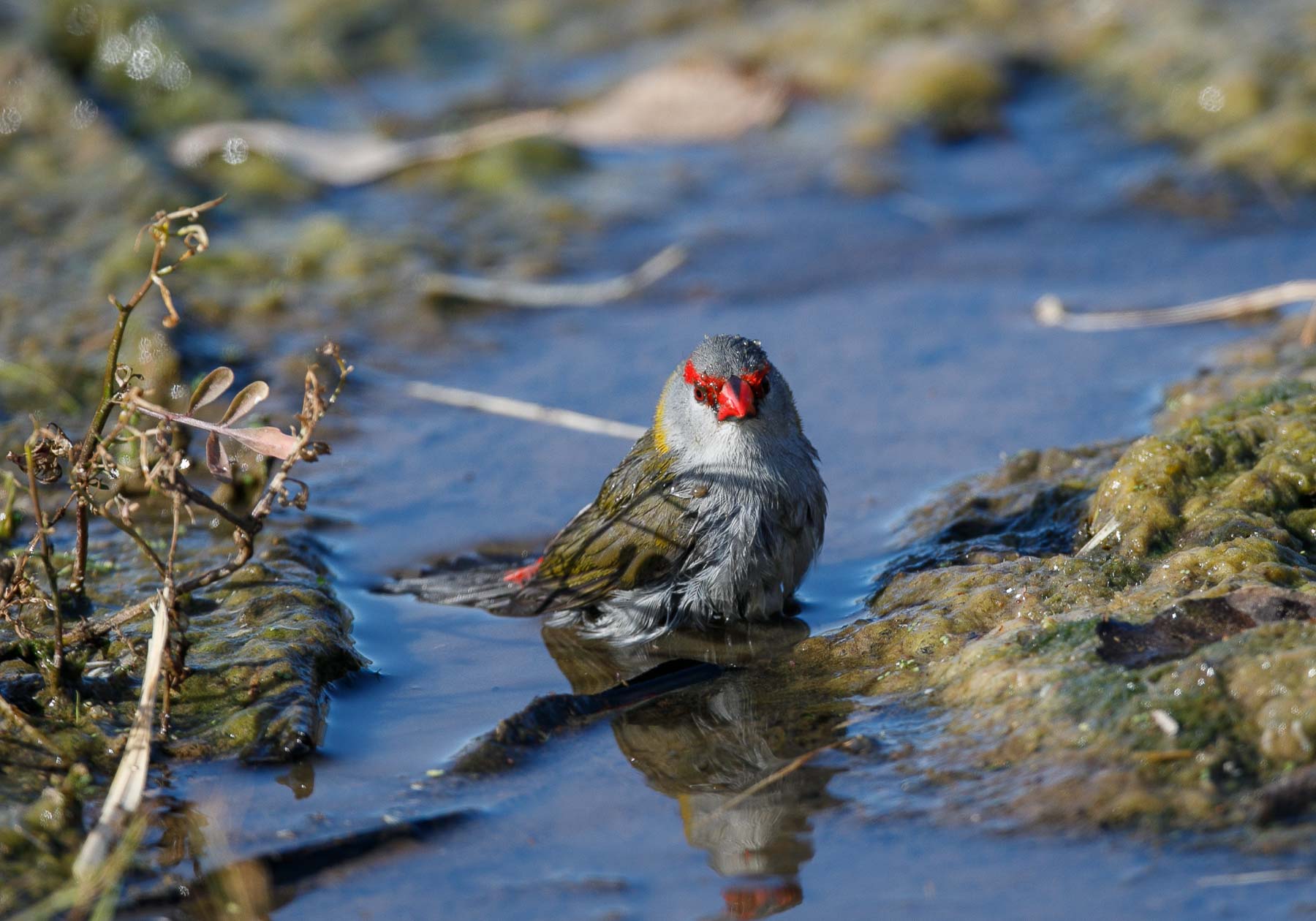 Red-browed Finch (Image ID 45881)