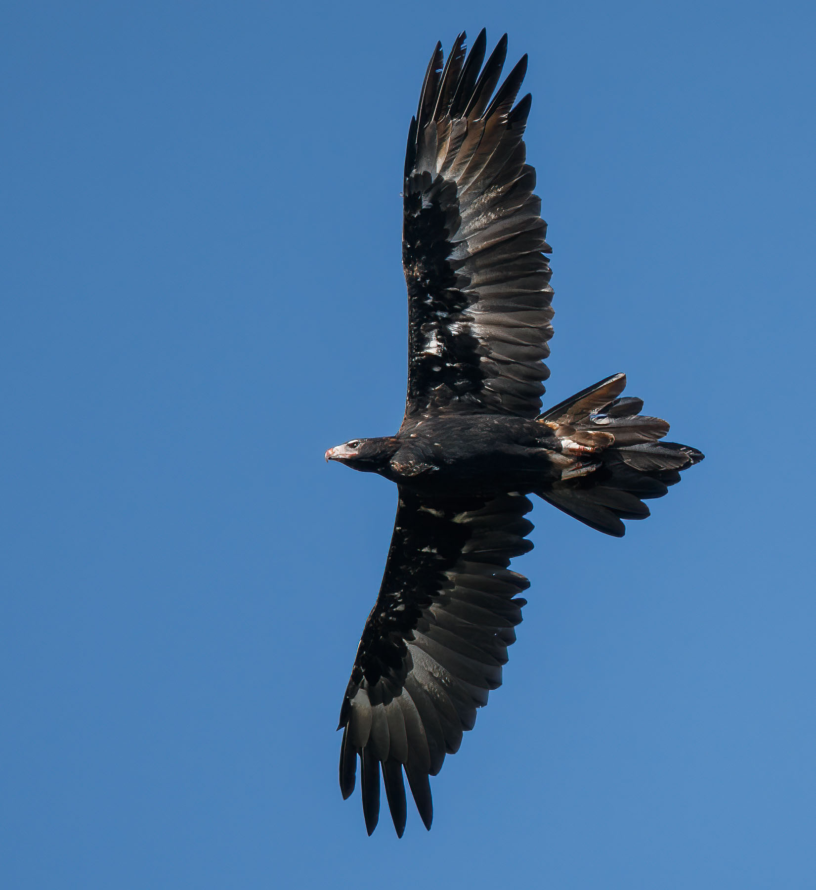 Wedge-tailed Eagle (Image ID 45637)