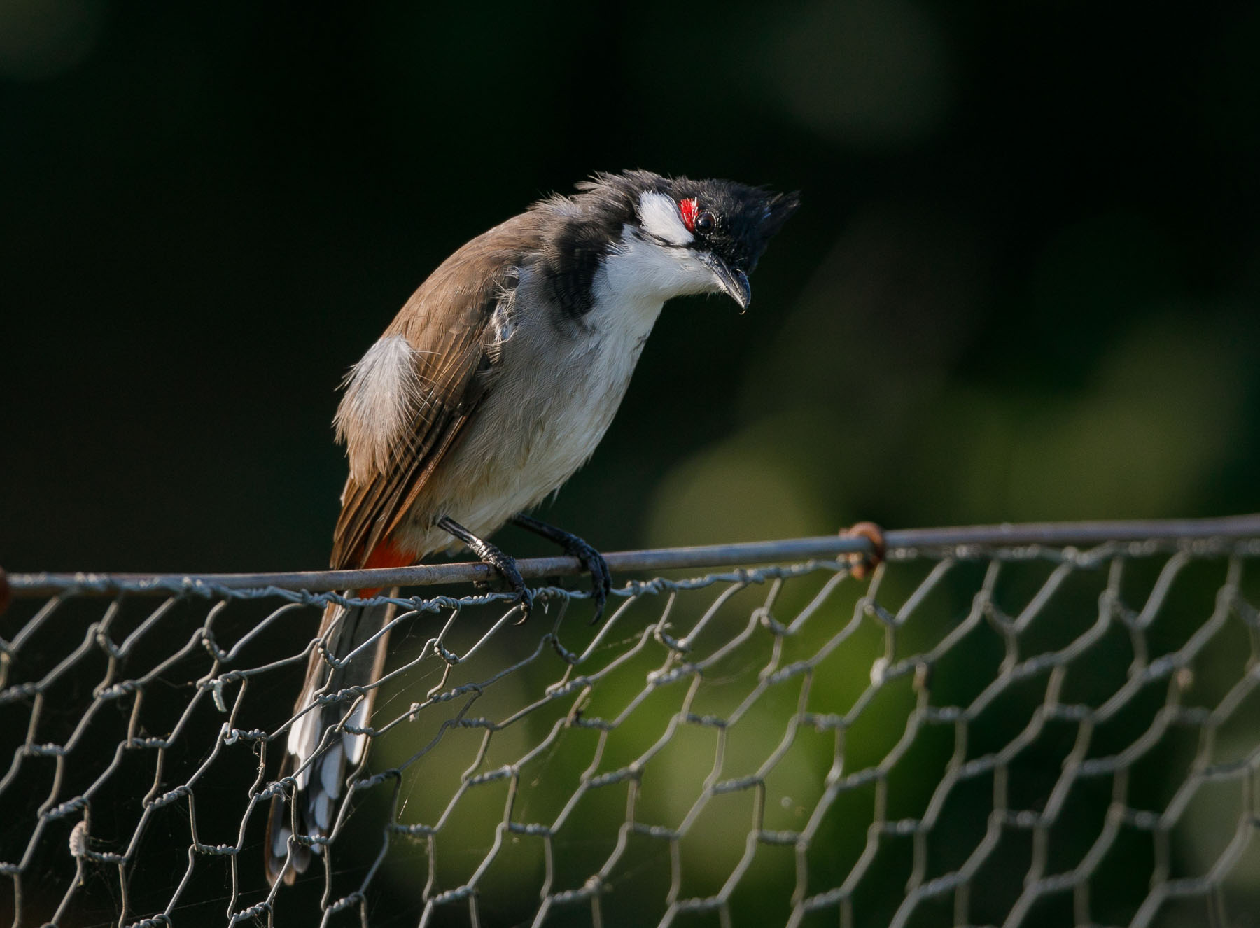 Red-whiskered Bulbul (Image ID 45878)