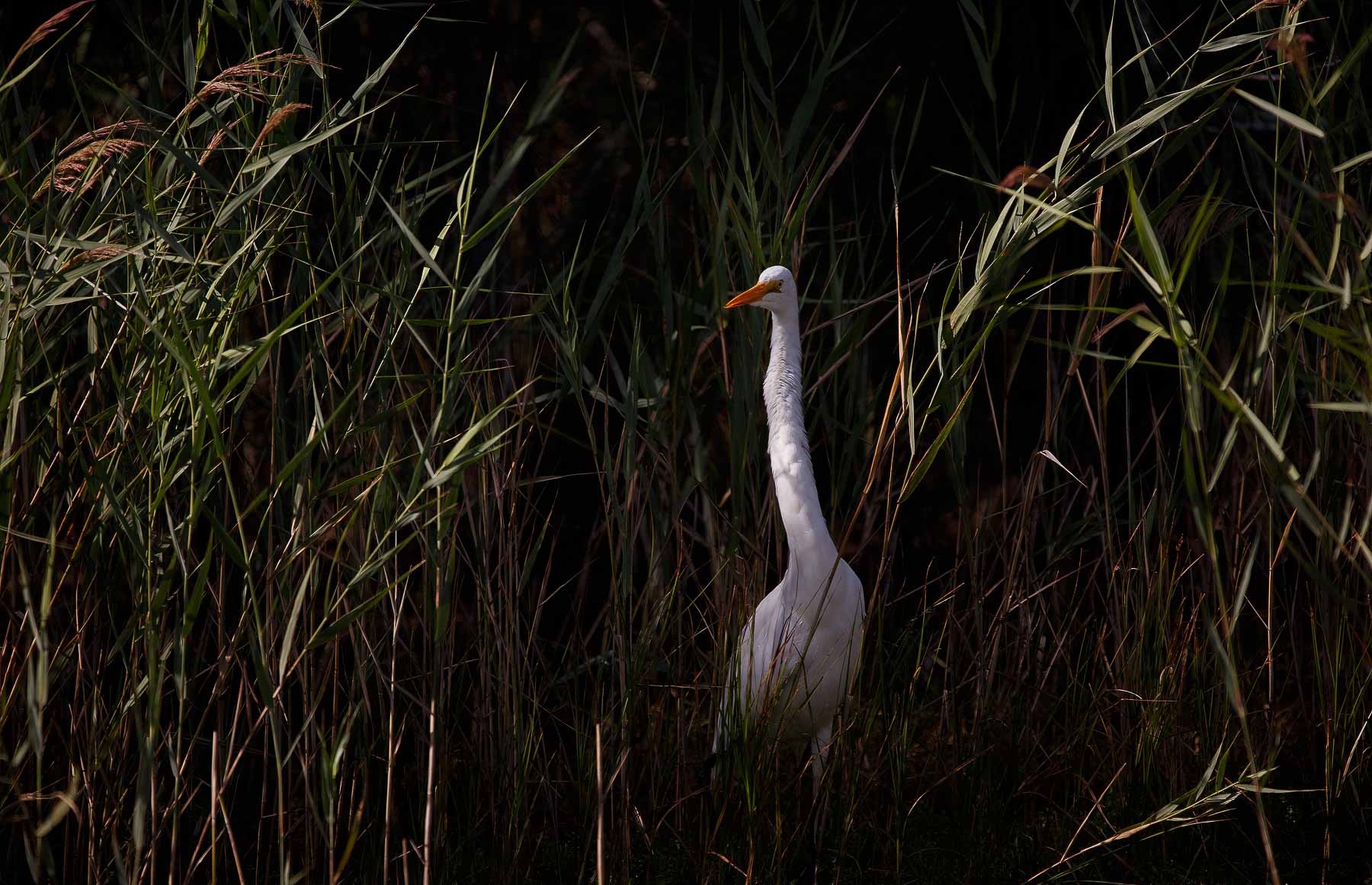 Great Egret (Image ID 45544)