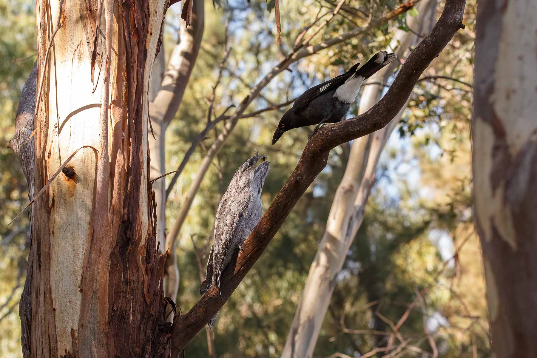 Pied Currawong, Tawny Frogmouth (Image ID 45612)