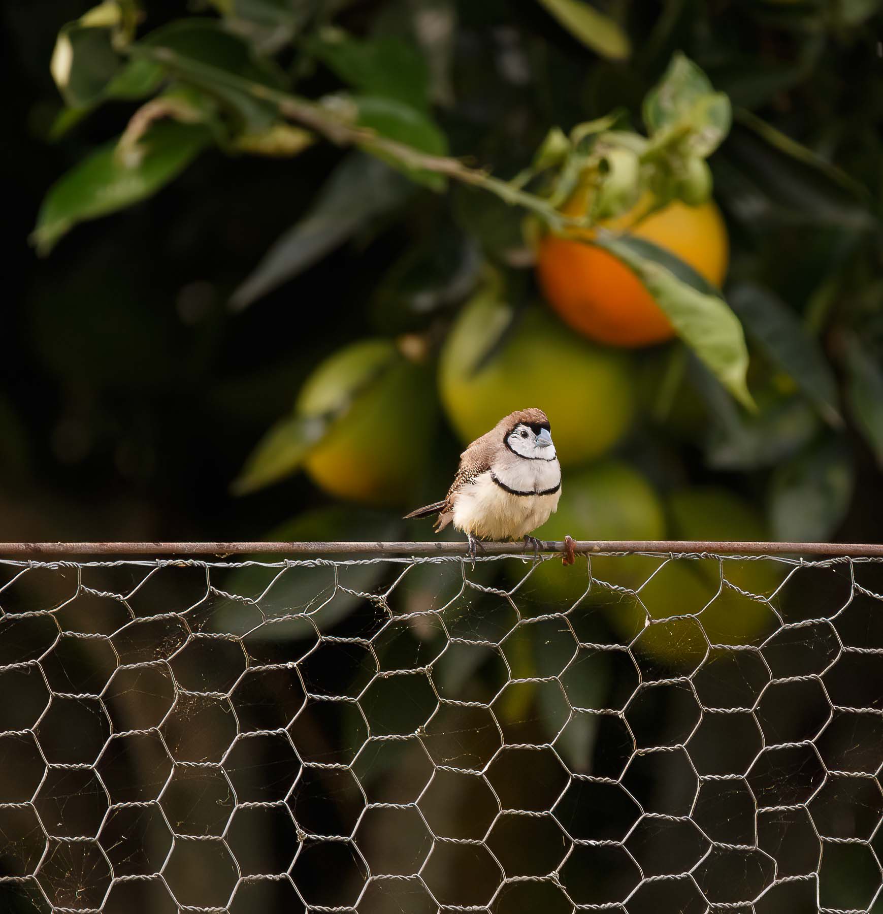 Double-barred Finch (Image ID 45762)