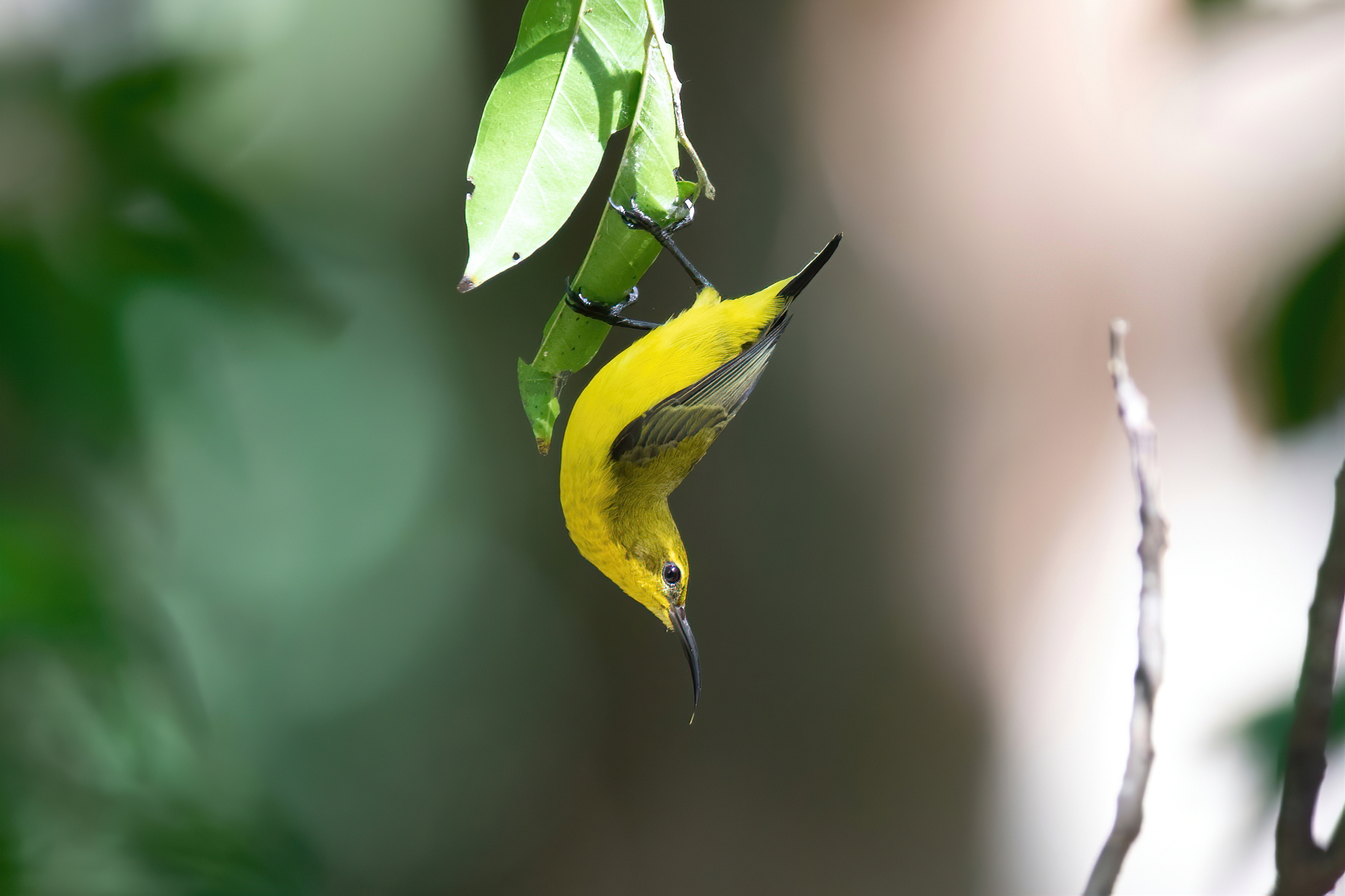 Olive-backed Sunbird (Image ID 45774)