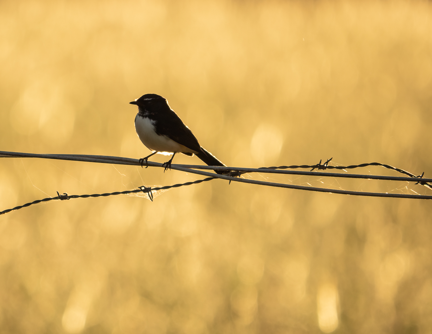 Willie Wagtail (Image ID 45753)