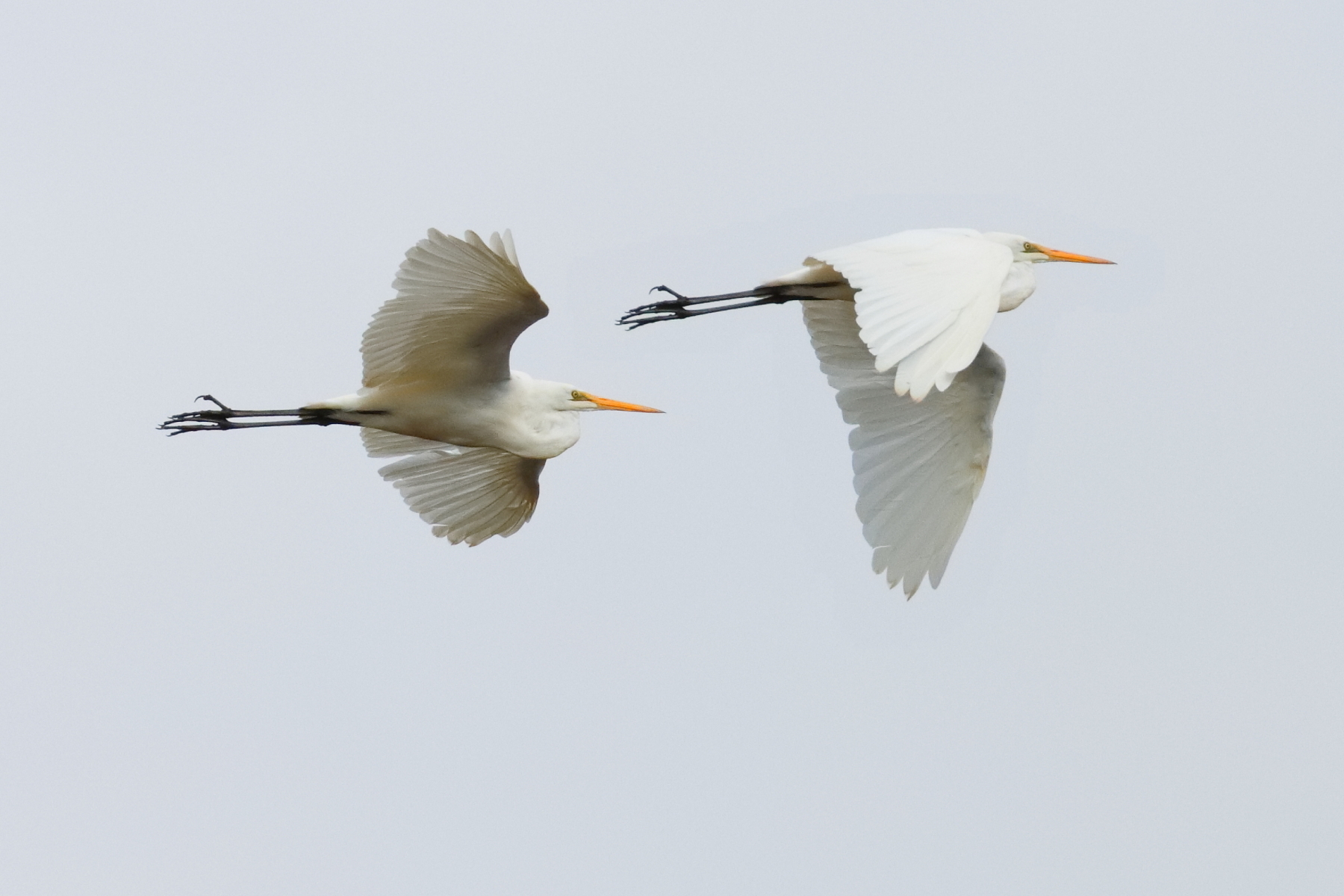 Great Egret (Image ID 45797)