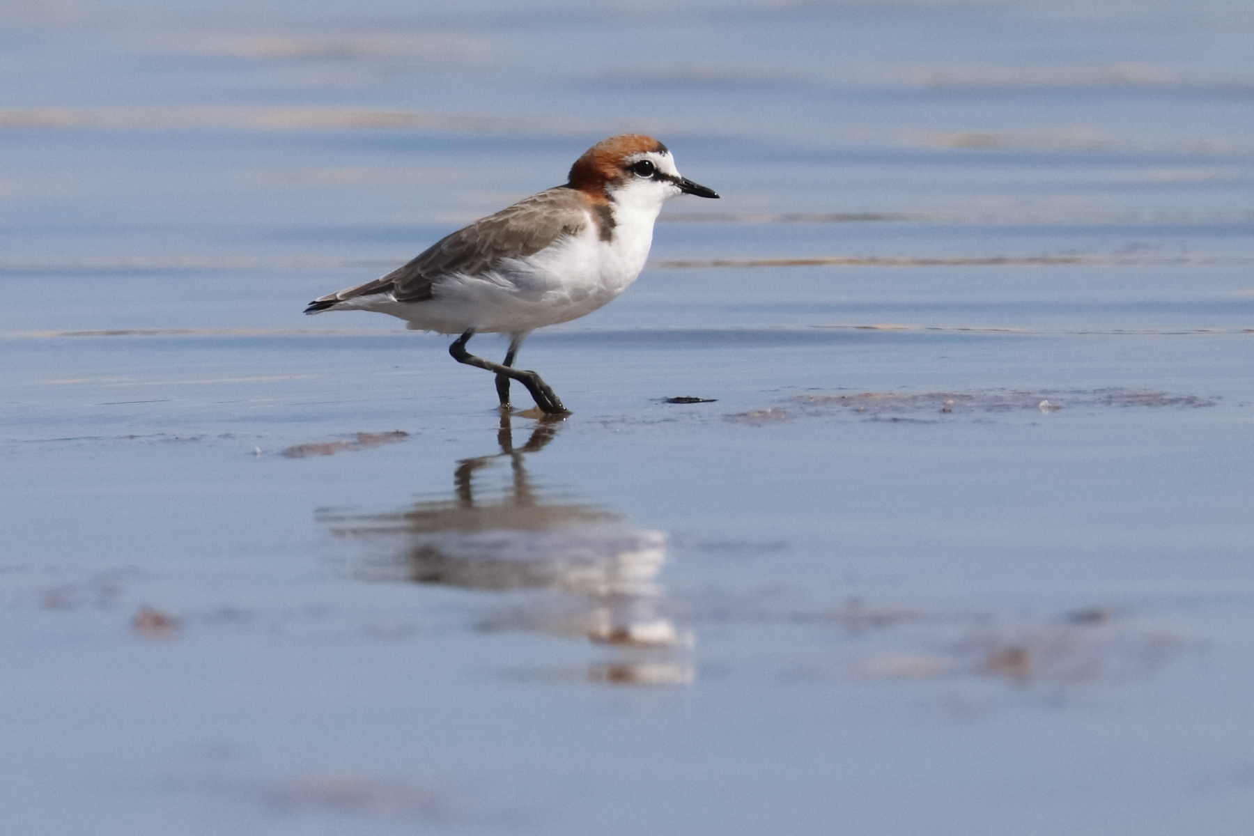 Red-capped Plover (Image ID 45690)