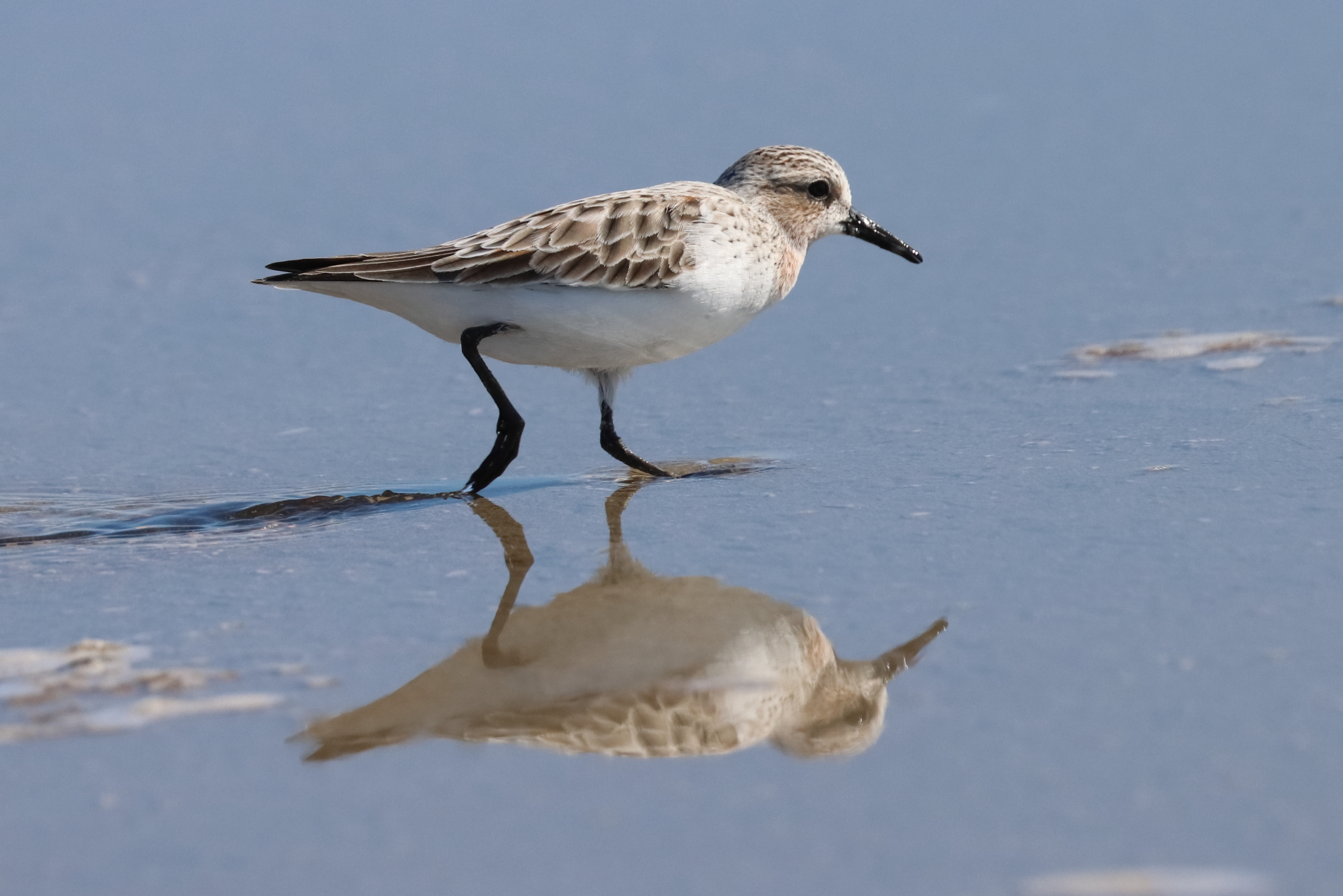 Red-necked Stint (Image ID 45689)