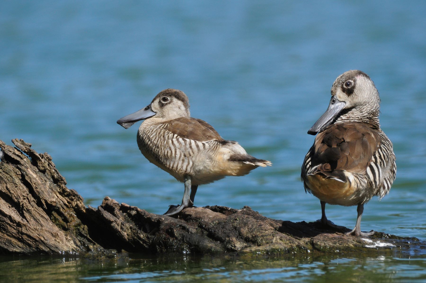 Pink-eared Duck (Image ID 45921)