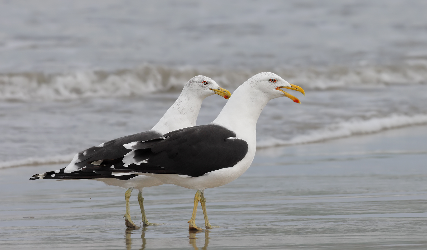 Kelp Gull (Image ID 46121)