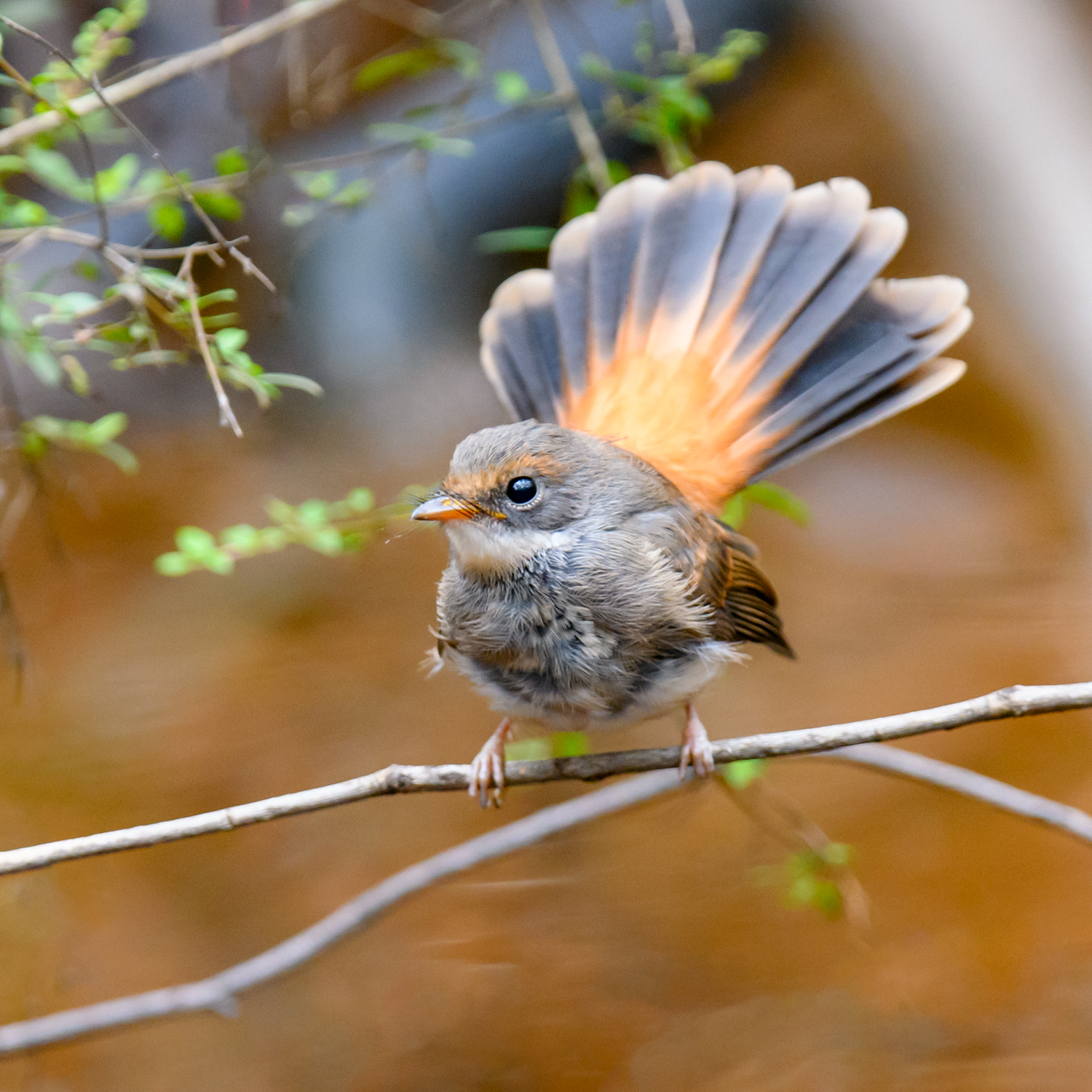Rufous Fantail (Image ID 46155)