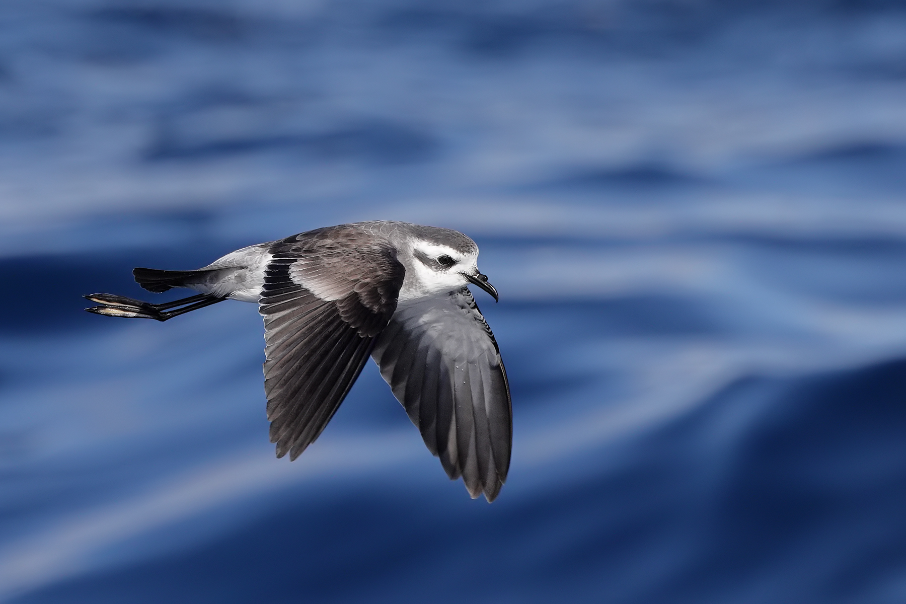 White-faced Storm-Petrel (Image ID 45930)