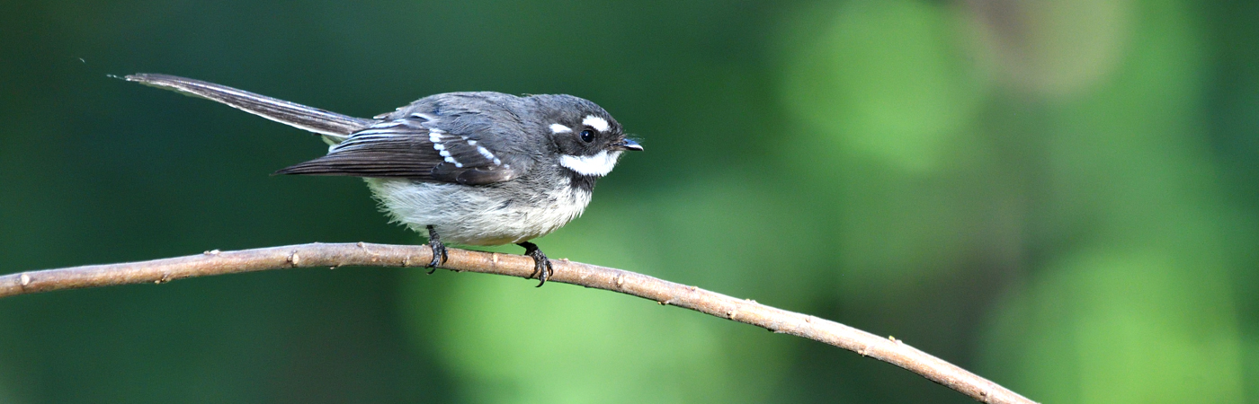 Grey Fantail (Image ID 46486)