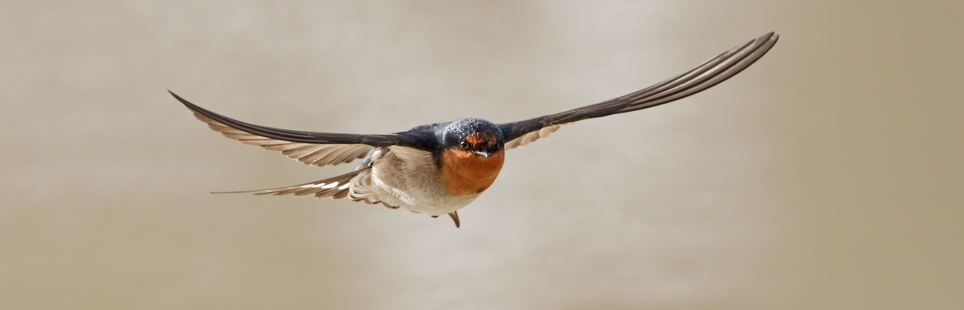 Welcome Swallow (Image ID 46347)