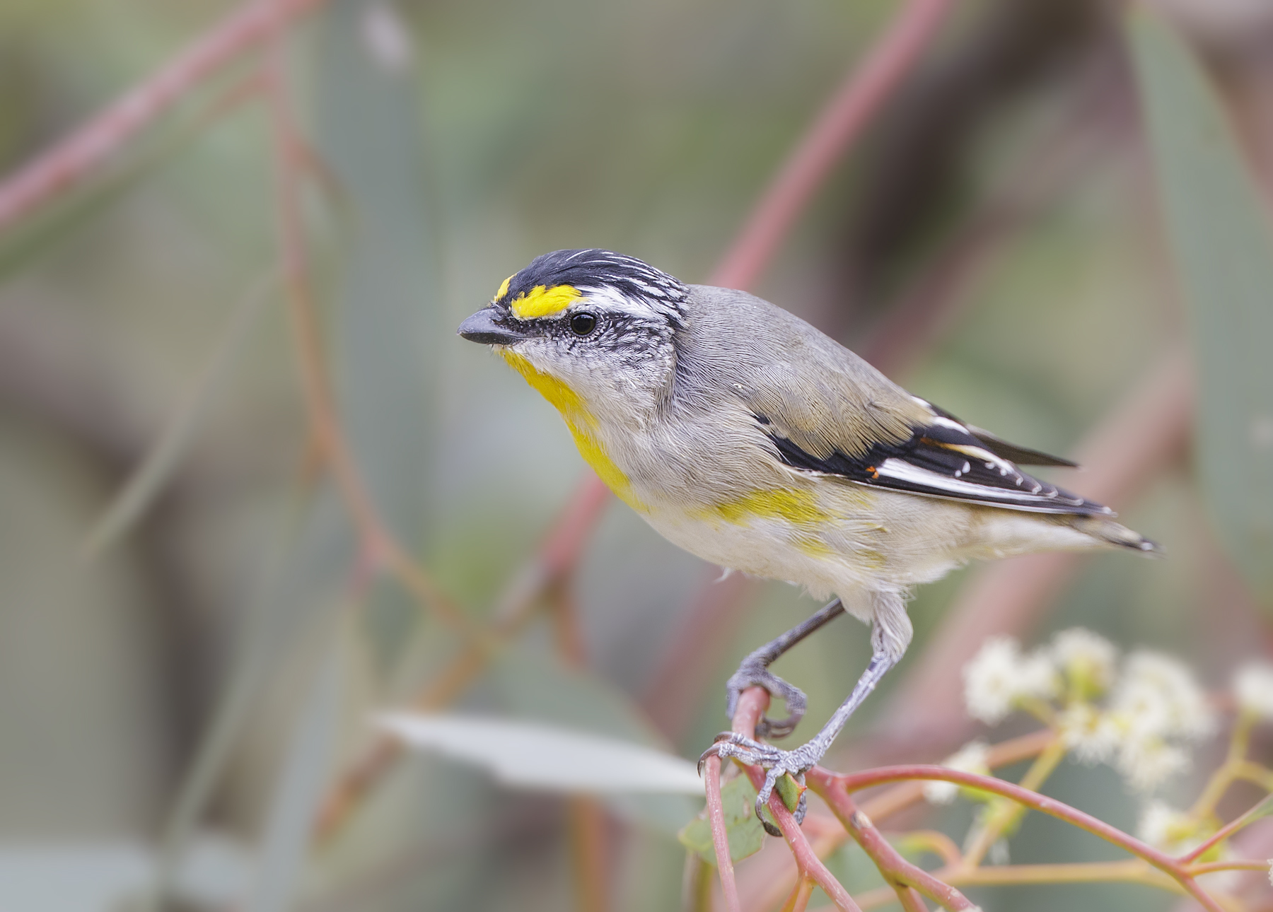 Striated Pardalote (Image ID 46150)