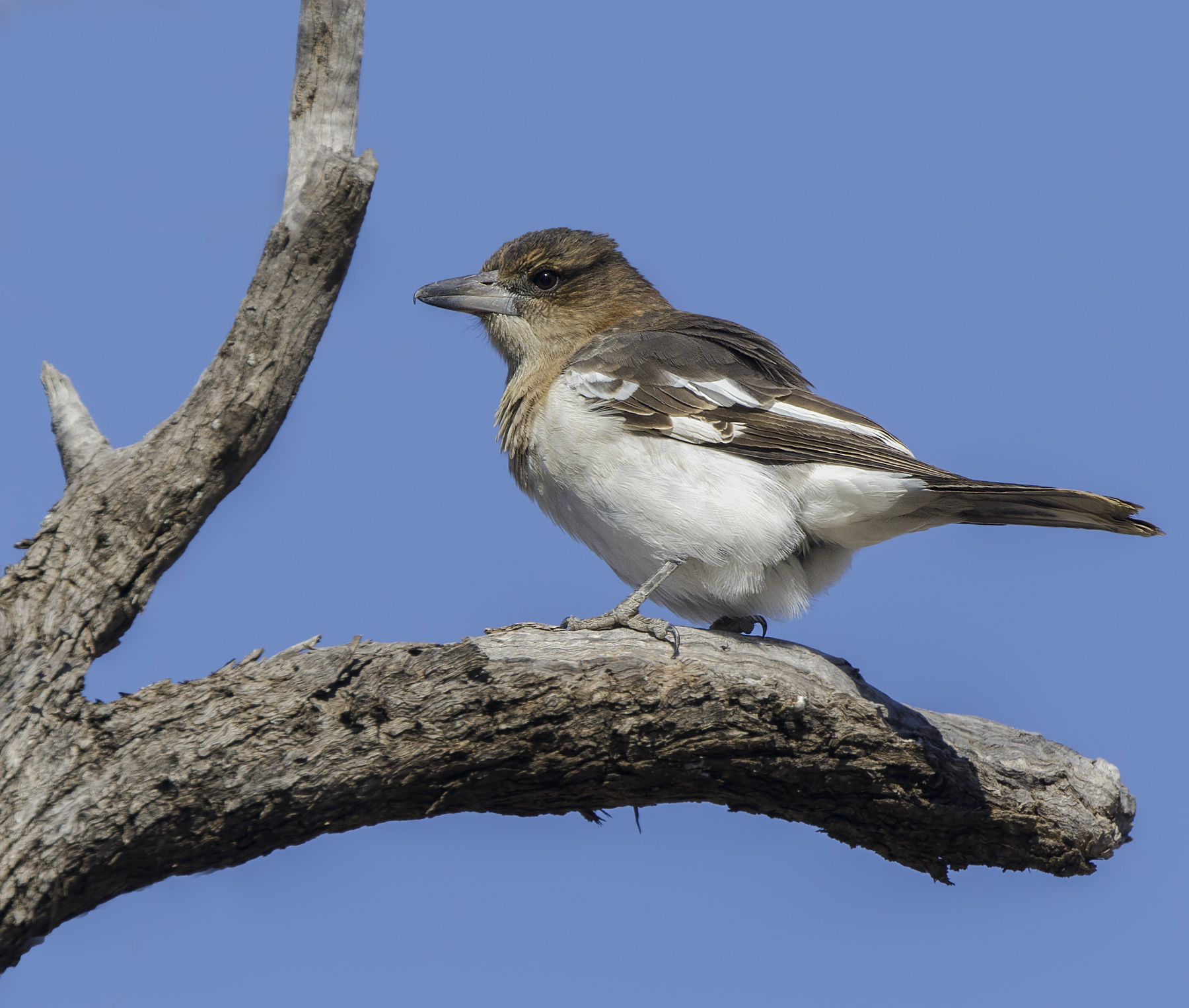 Pied Butcherbird (Image ID 46297)