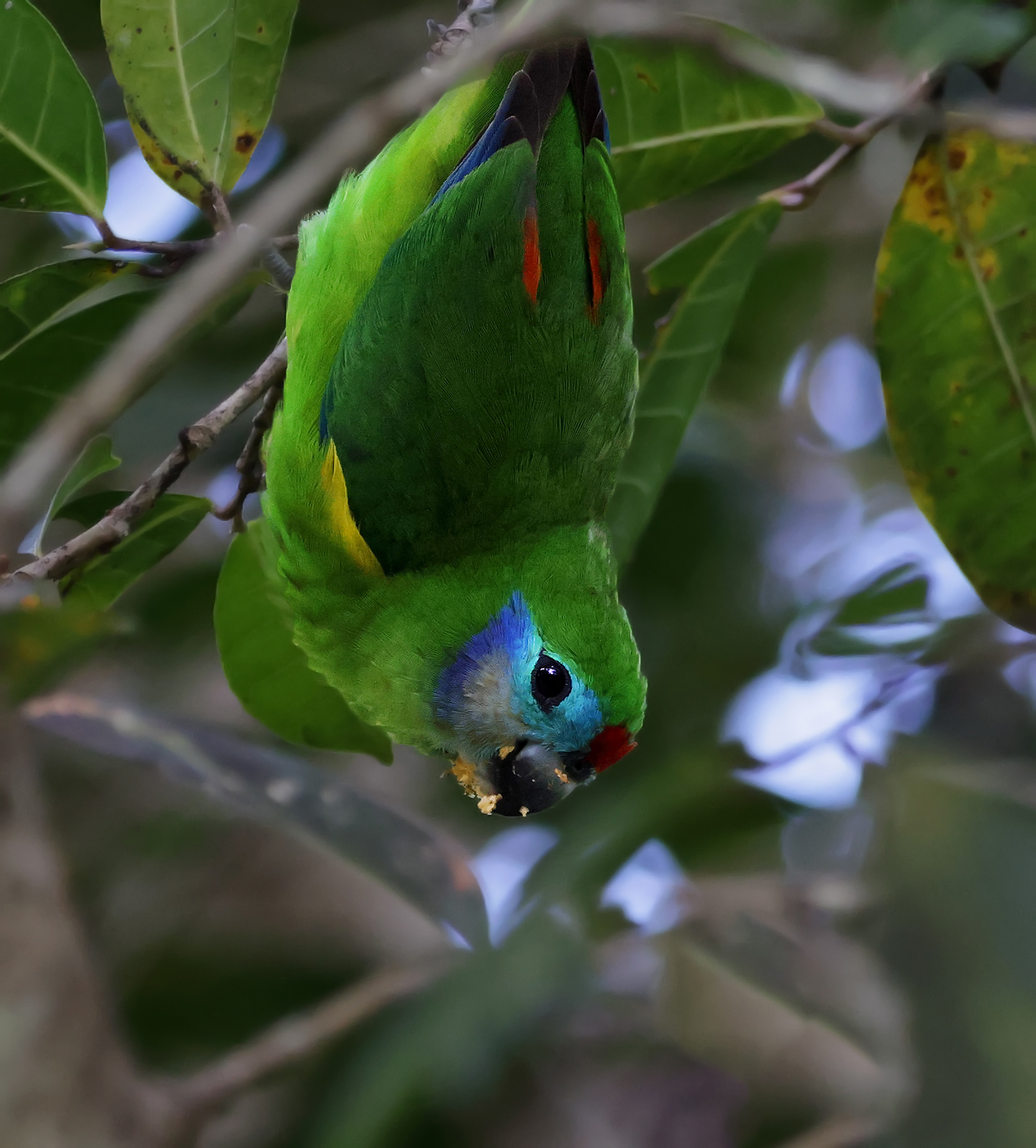 Double-eyed Fig-Parrot (Image ID 46393)
