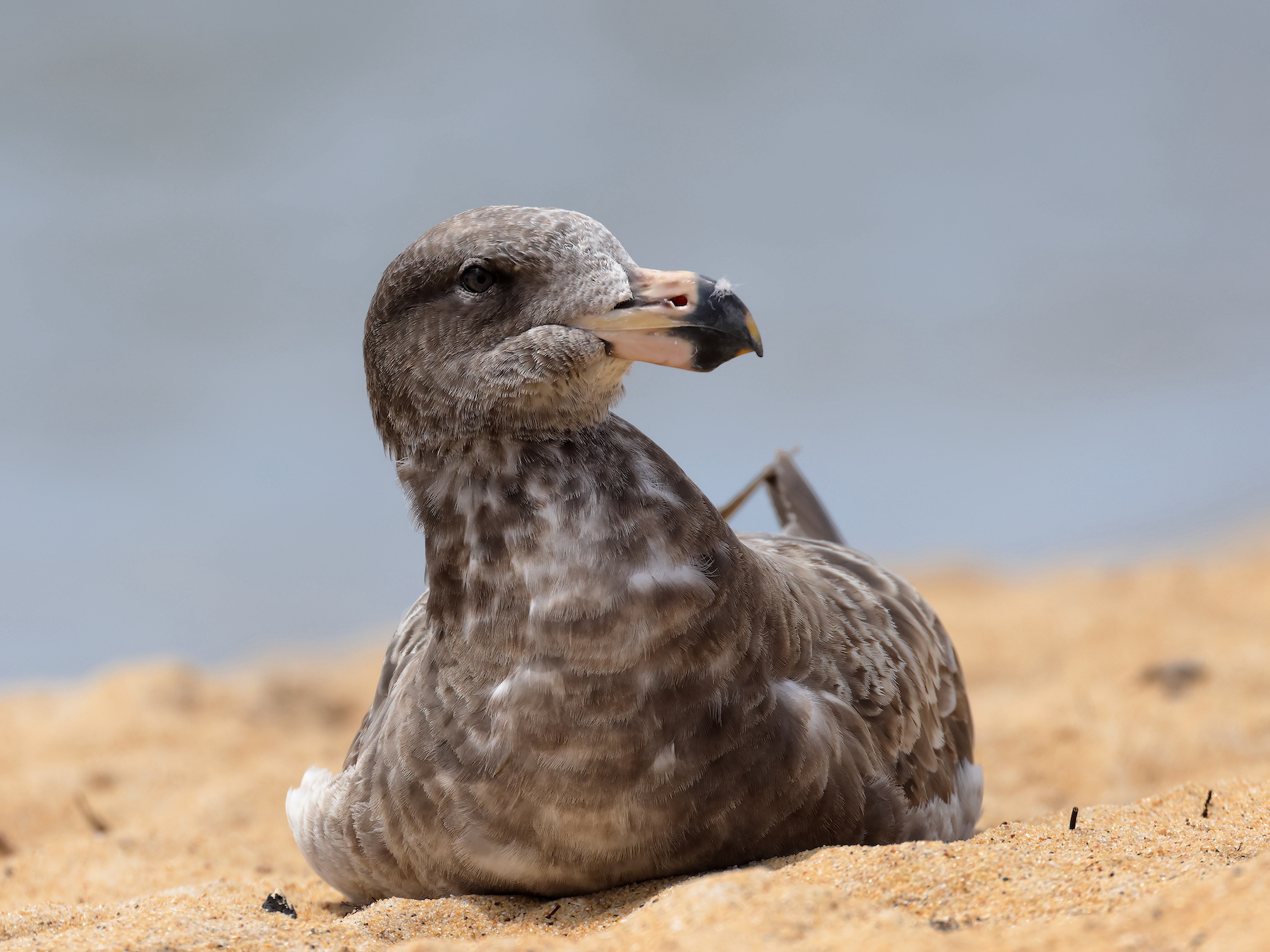 Pacific Gull (Image ID 46341)