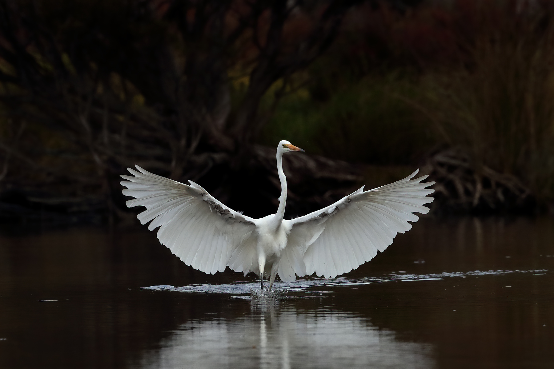Great Egret (Image ID 46163)