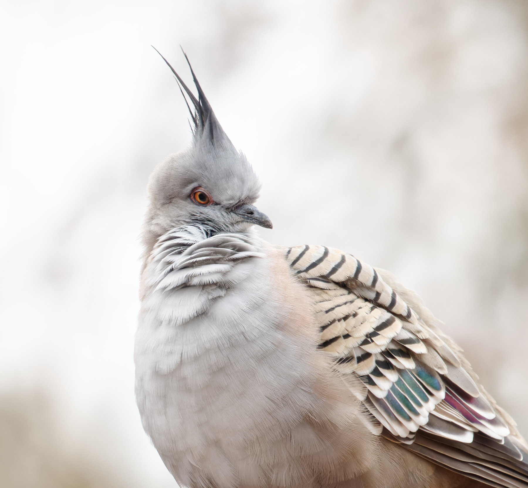 Crested Pigeon (Image ID 46366)