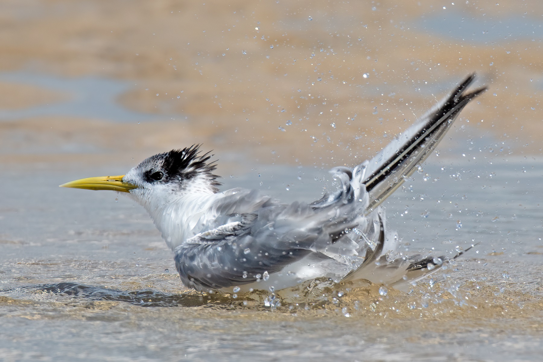 Greater Crested Tern (Image ID 45990)