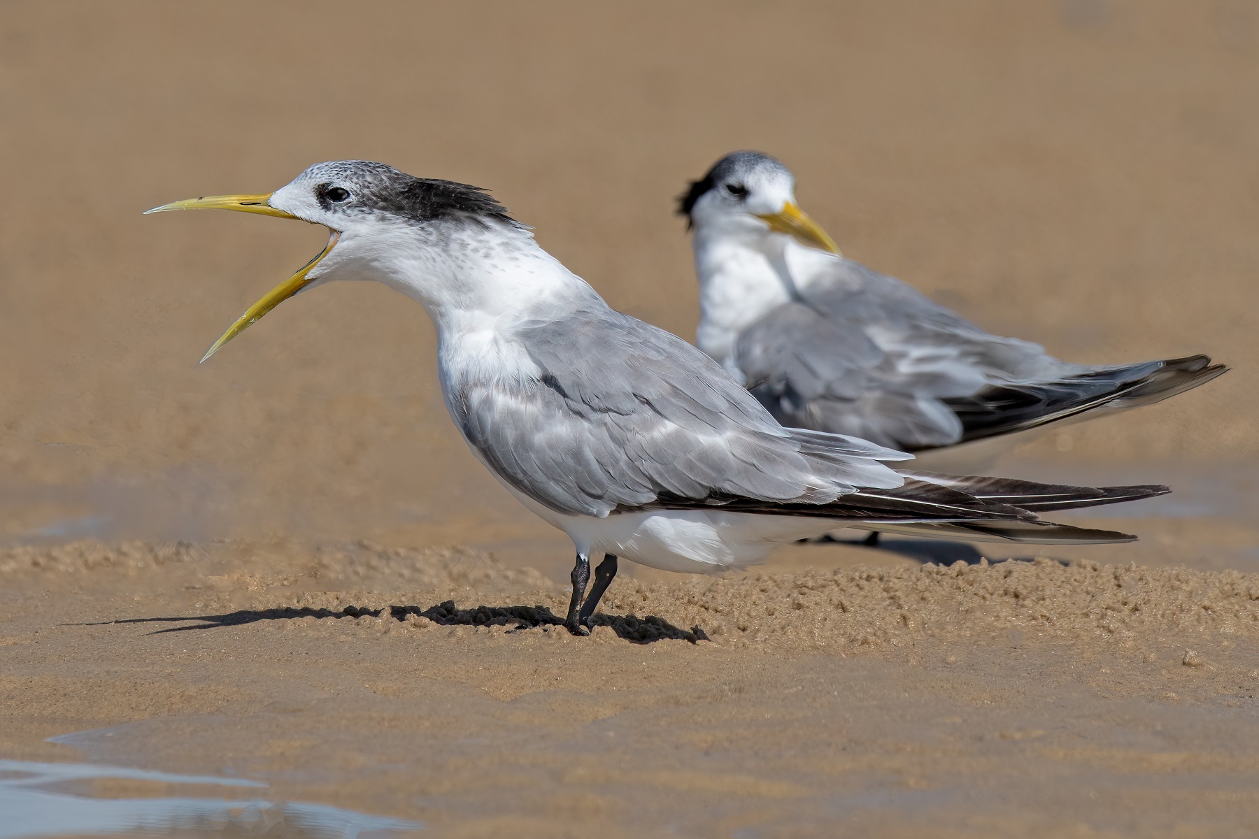 Greater Crested Tern (Image ID 45992)