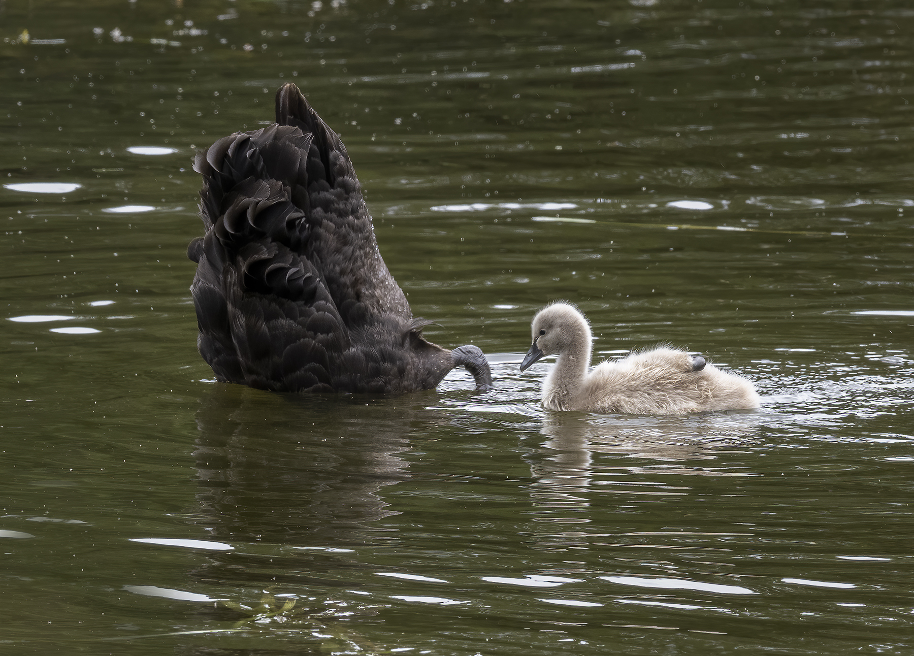 Black Swan (Image ID 45945)
