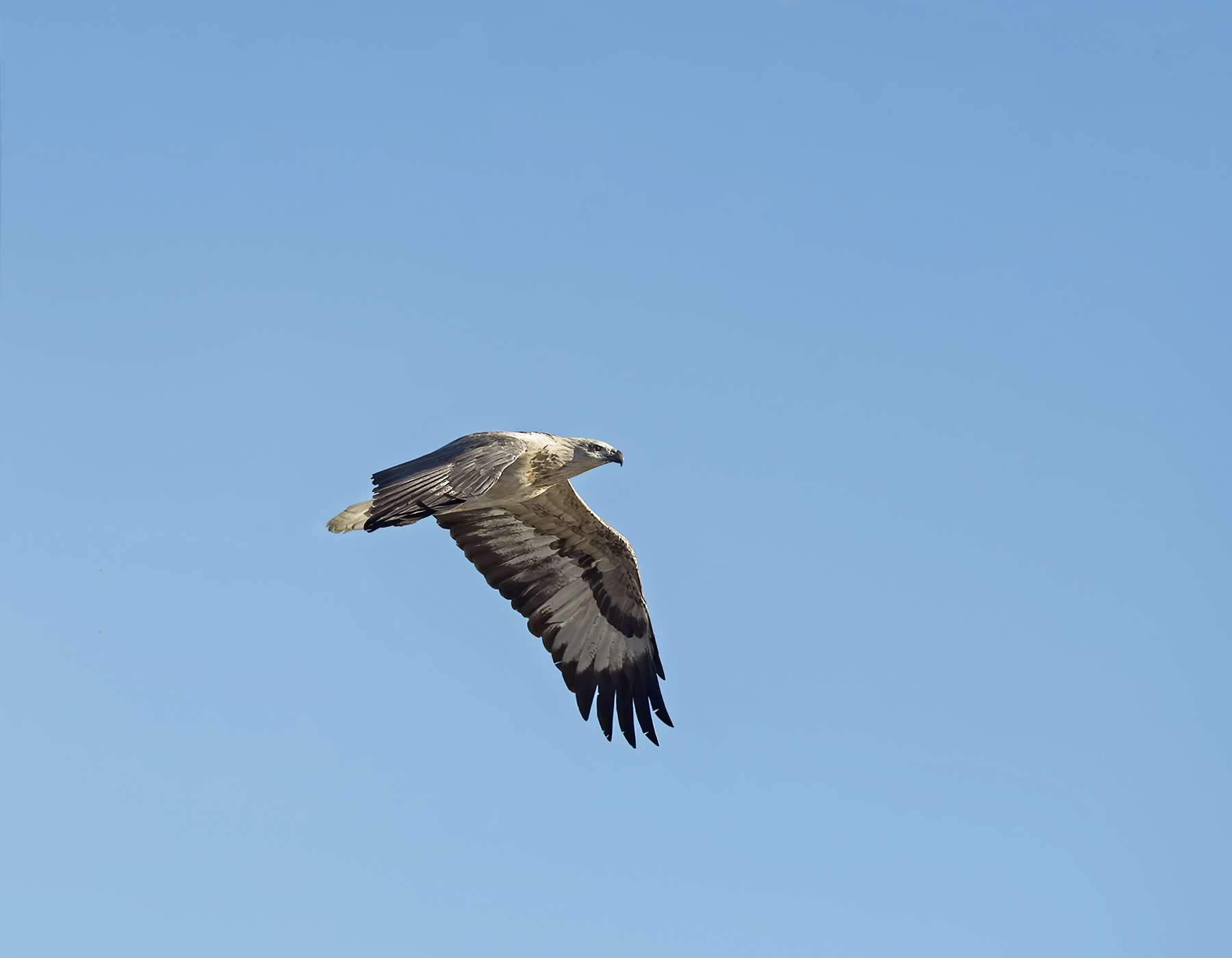 White-bellied Sea-Eagle (Image ID 46180)